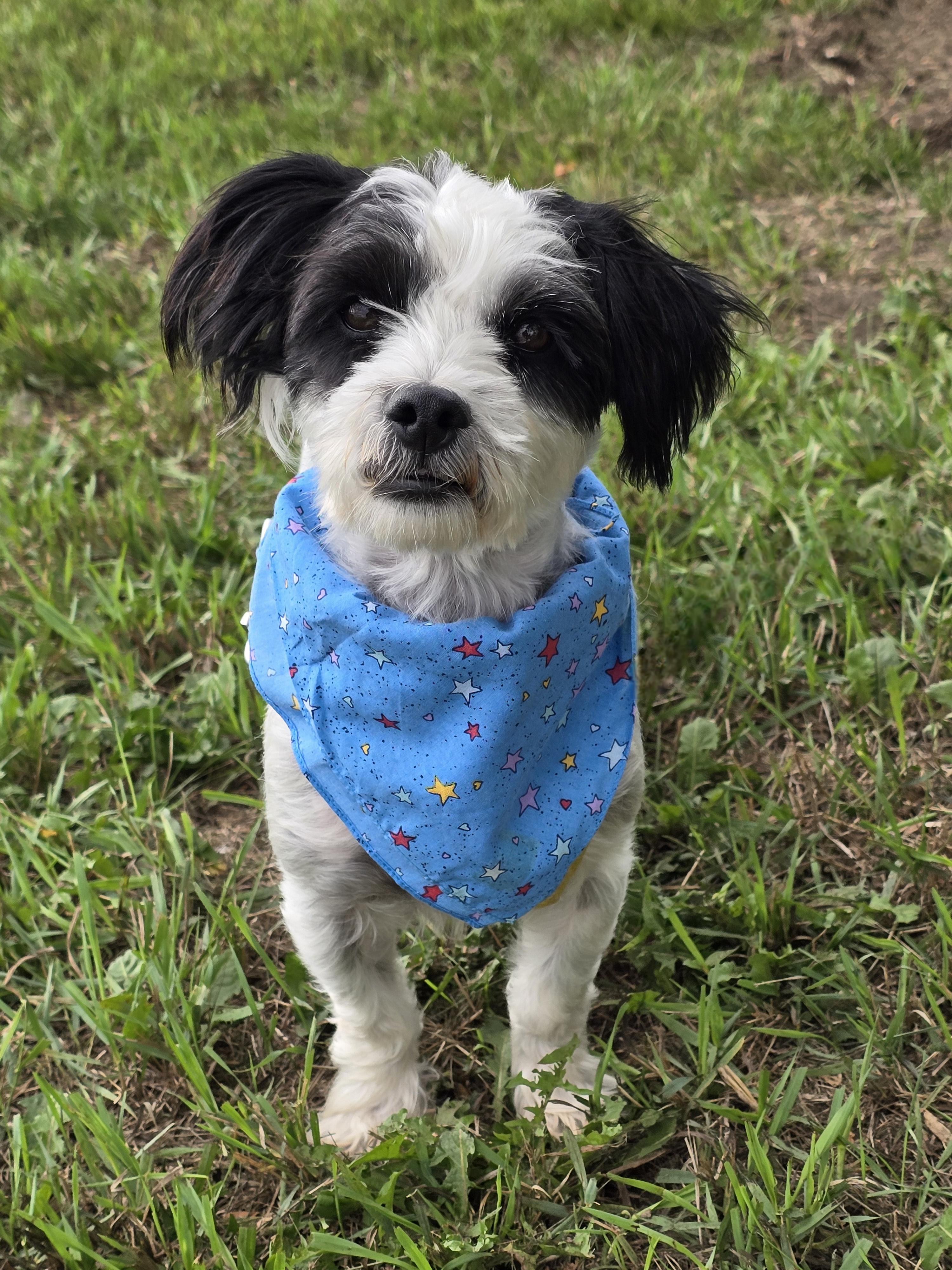 Black Jack, Adoptable, Adult Male Shih Tzu & Poodle.