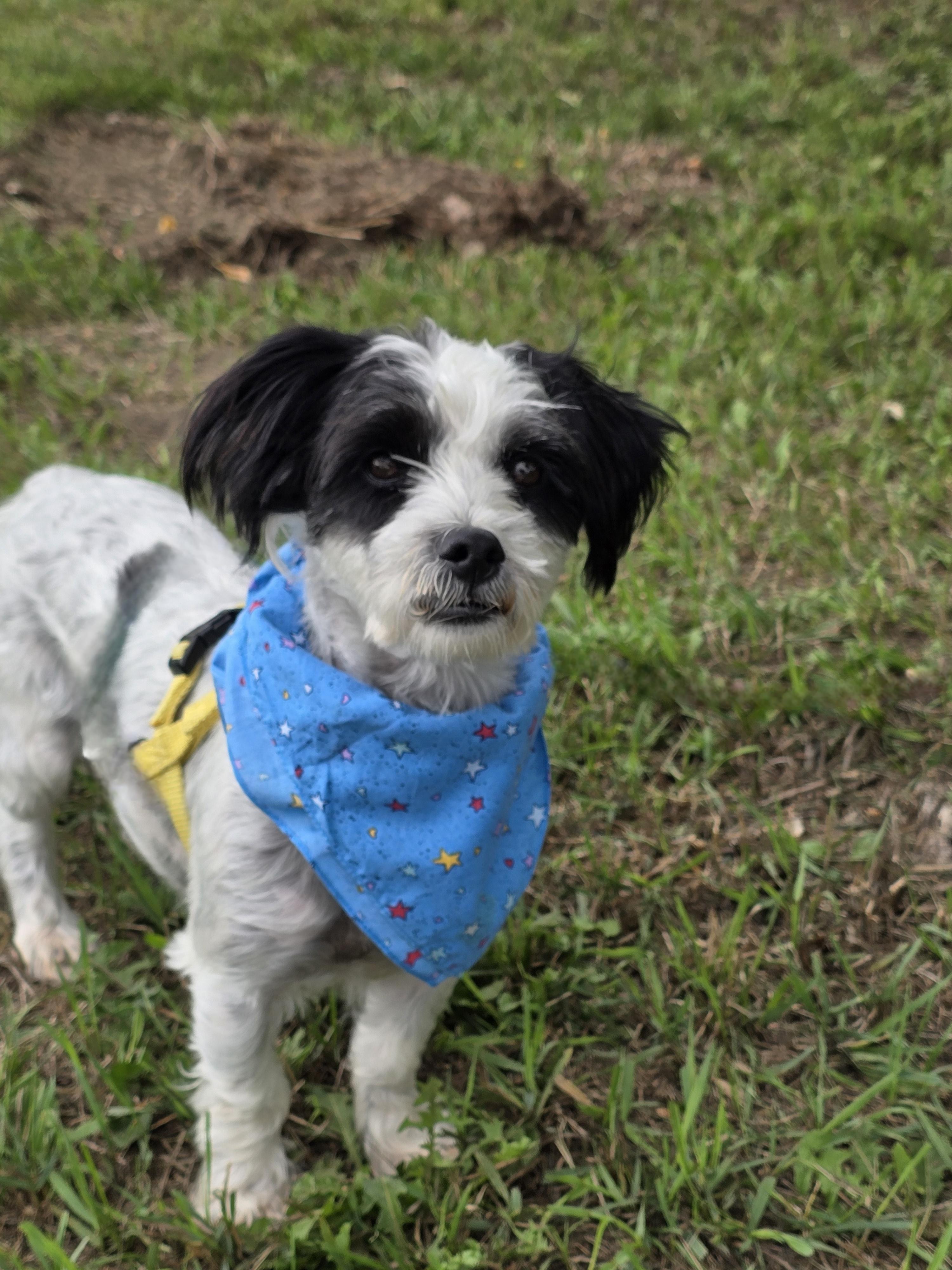 Enlarge Black Jack, a Adoptable mixed breed in Jamestown, ND image 3/6