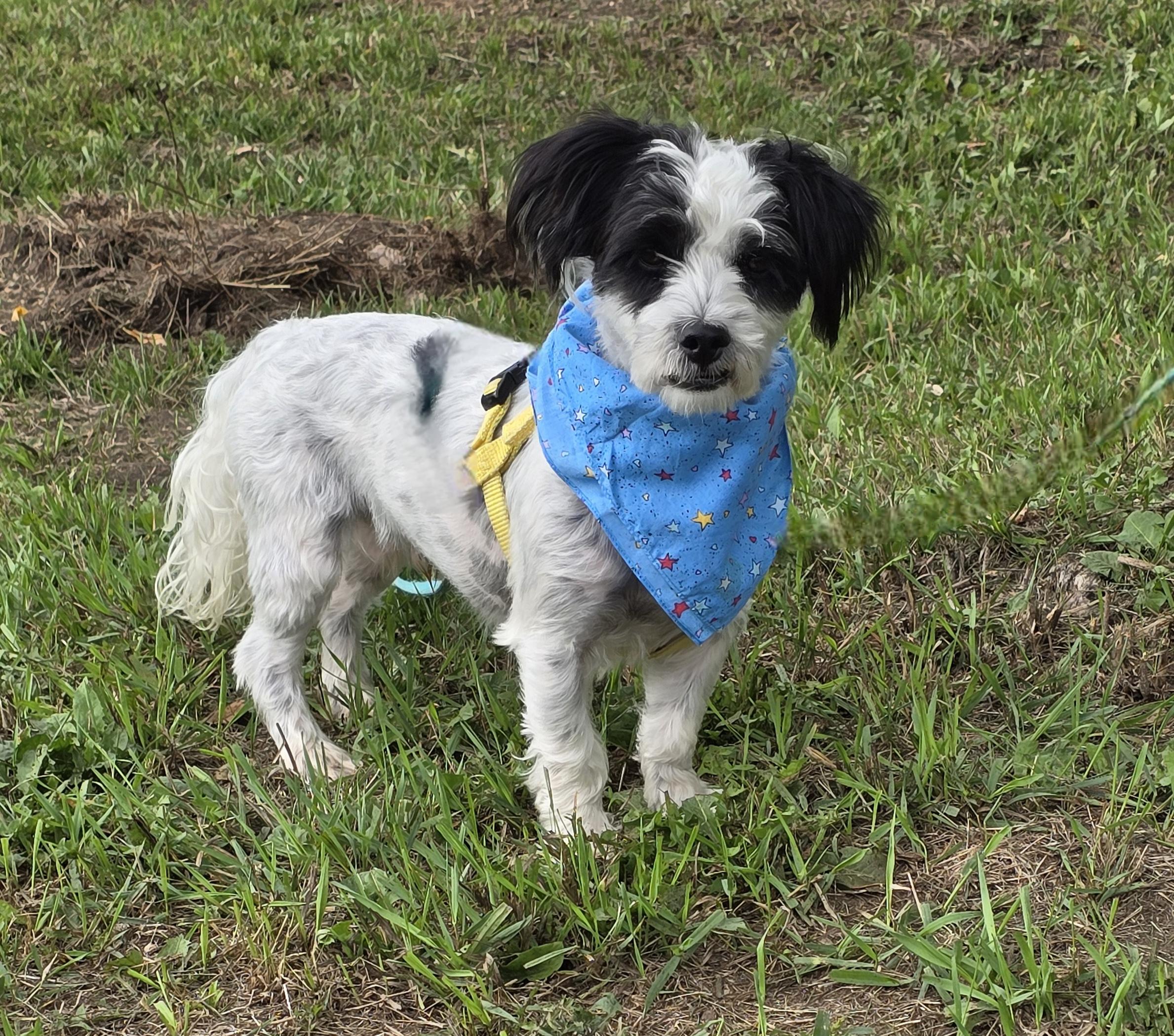Enlarge Black Jack, a Adoptable mixed breed in Jamestown, ND image 2/6