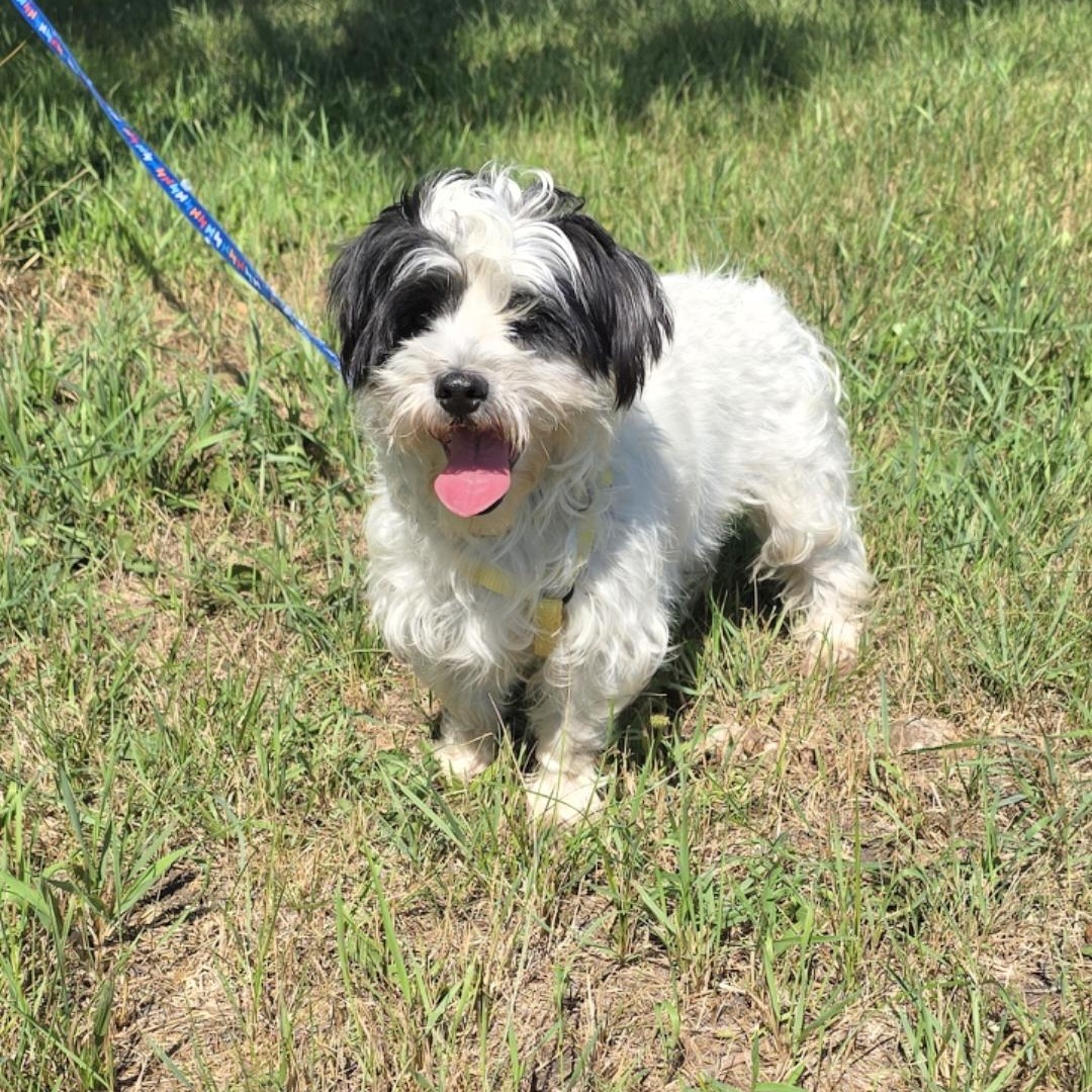 Enlarge Black Jack, a ADOPTABLE mixed breed in Jamestown, ND image 6/6