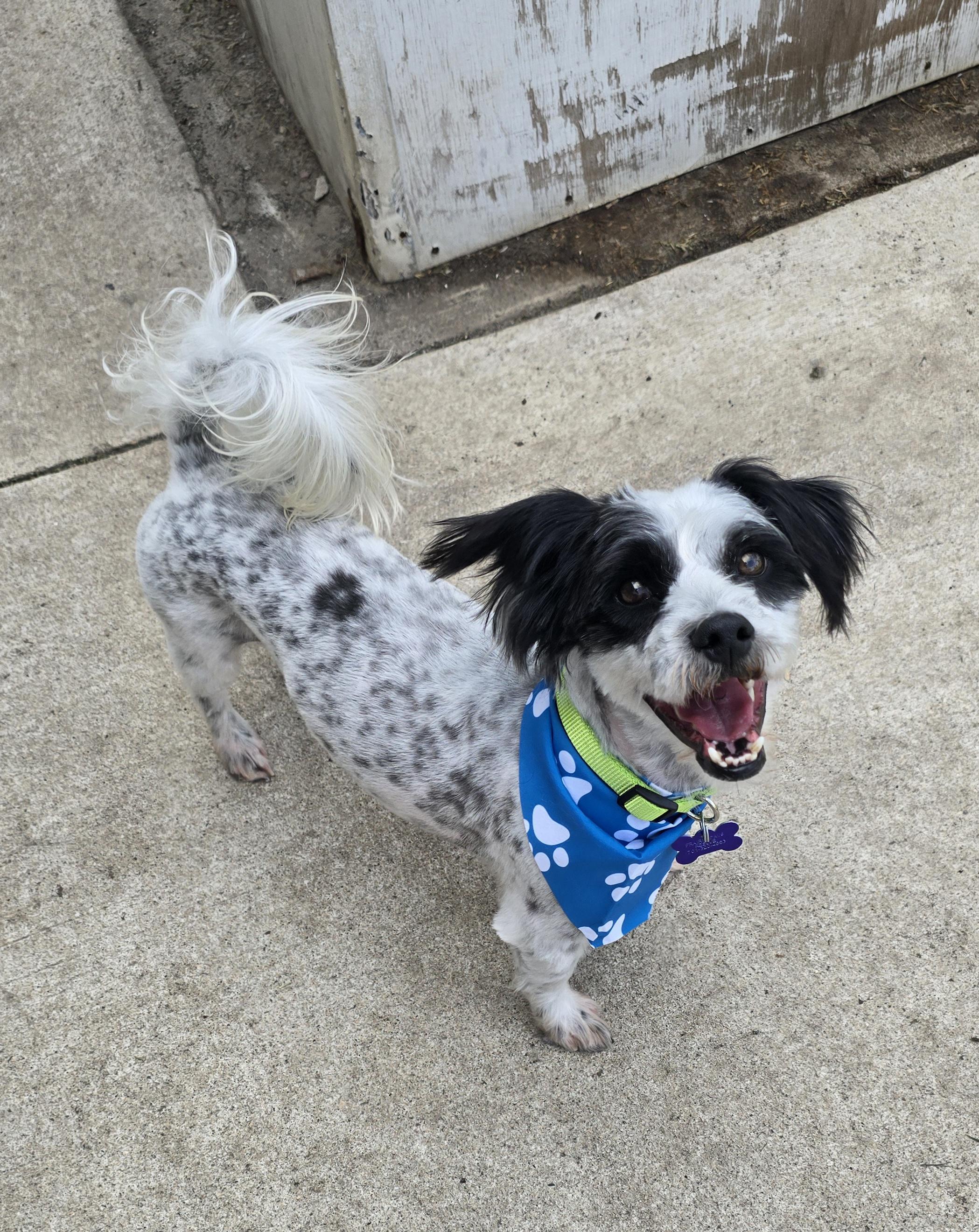 Enlarge Black Jack, a ADOPTABLE mixed breed in Jamestown, ND image 5/6