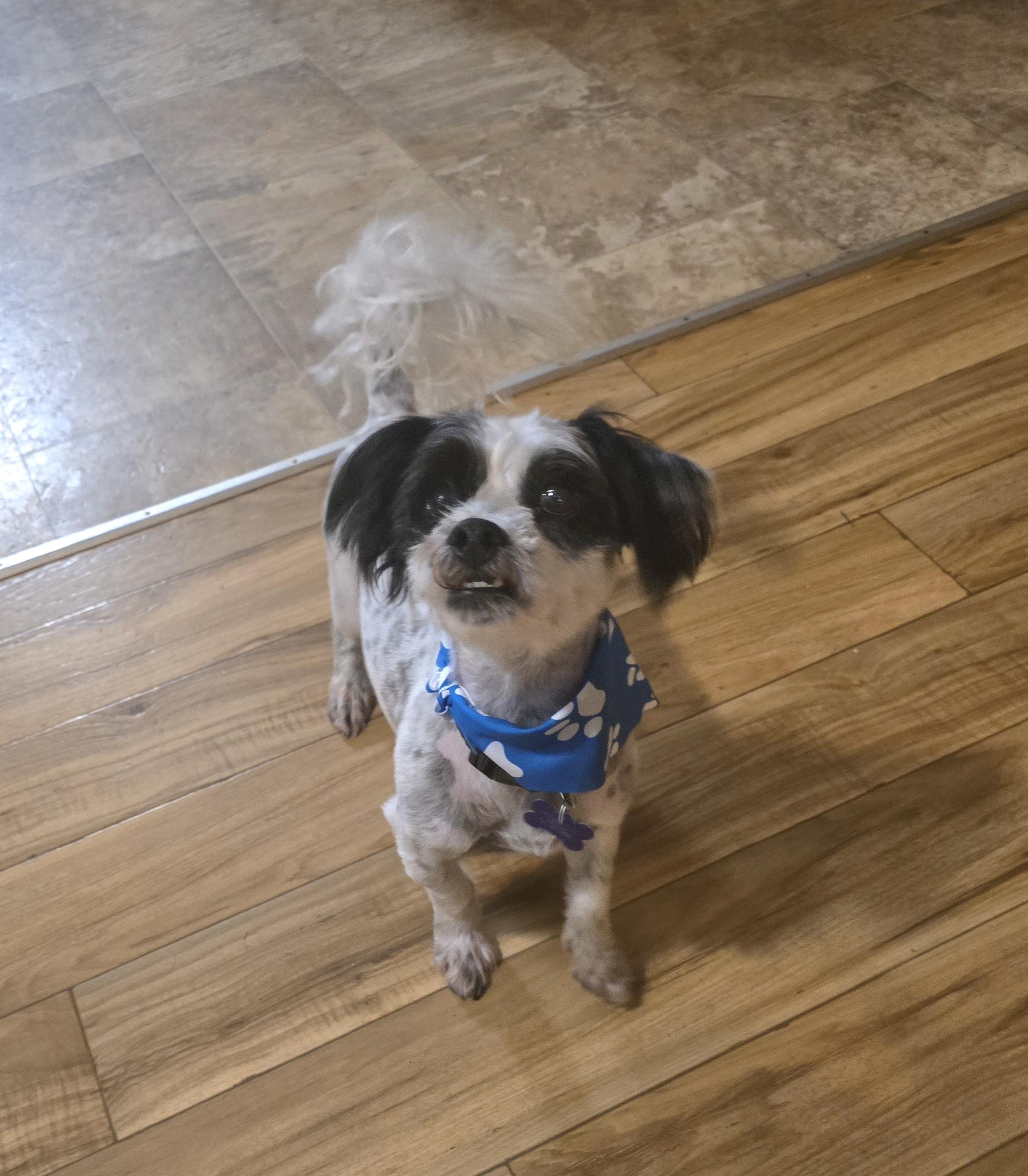 Enlarge Black Jack, a ADOPTABLE mixed breed in Jamestown, ND image 3/6