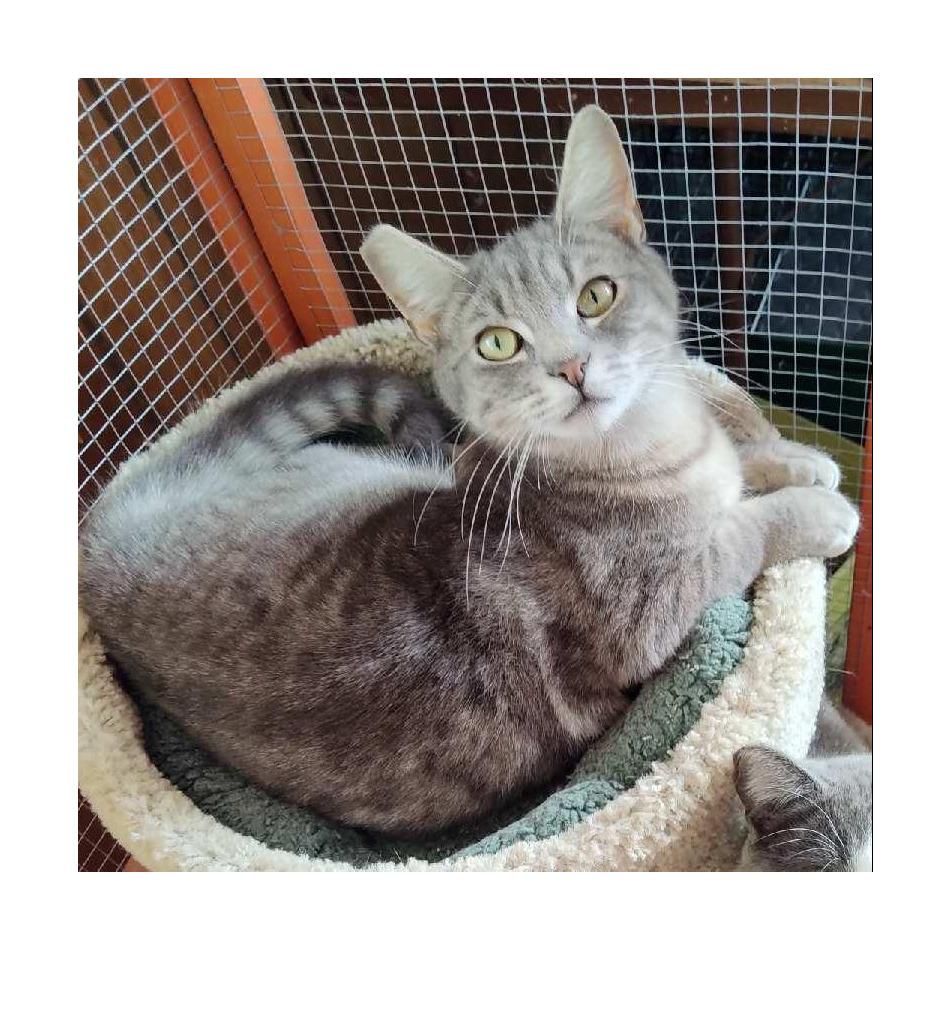 Dalton, Adoptable, Adult Male Domestic Short Hair.