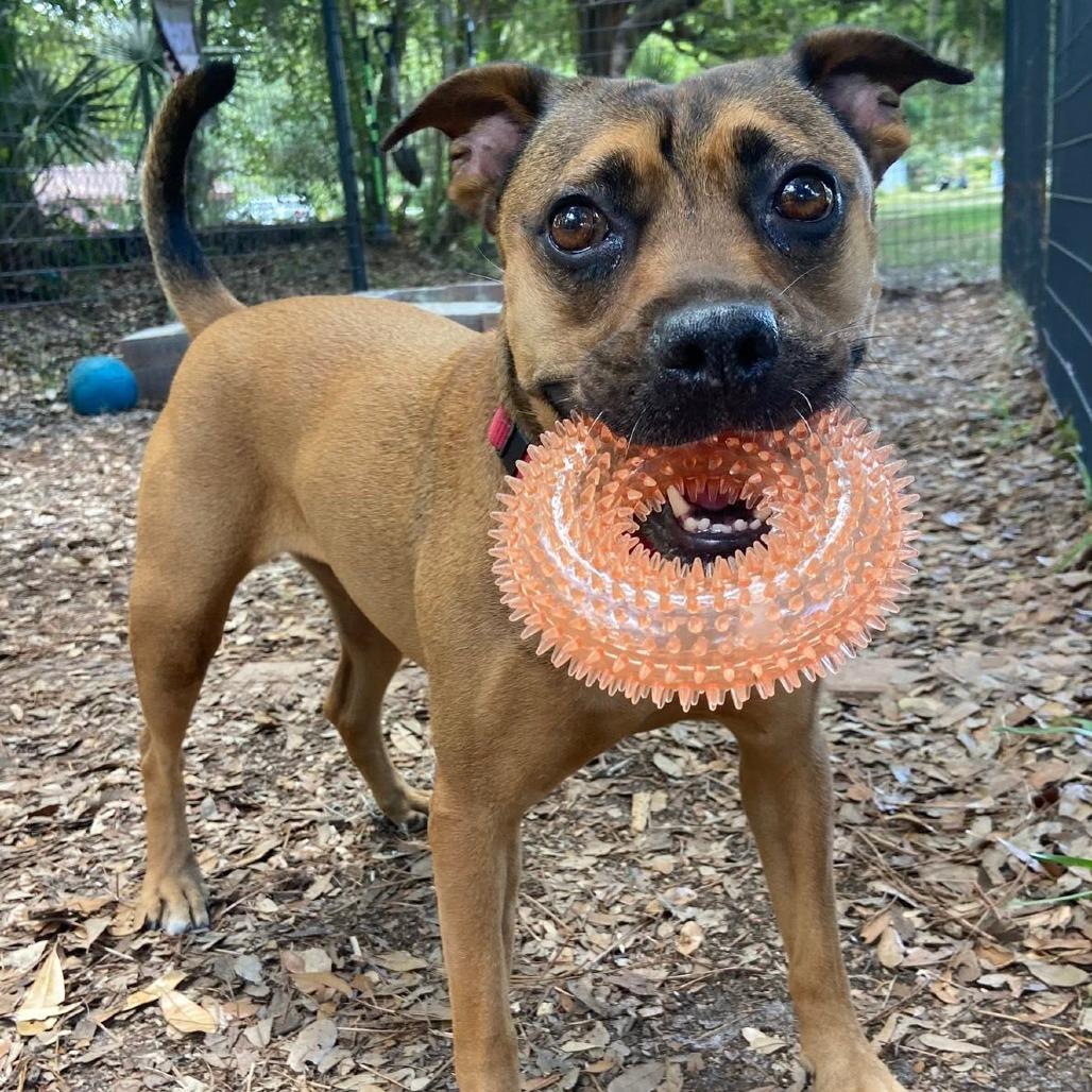 Brandy, Adoptable, Adult Female Boxer & Mixed Breed.