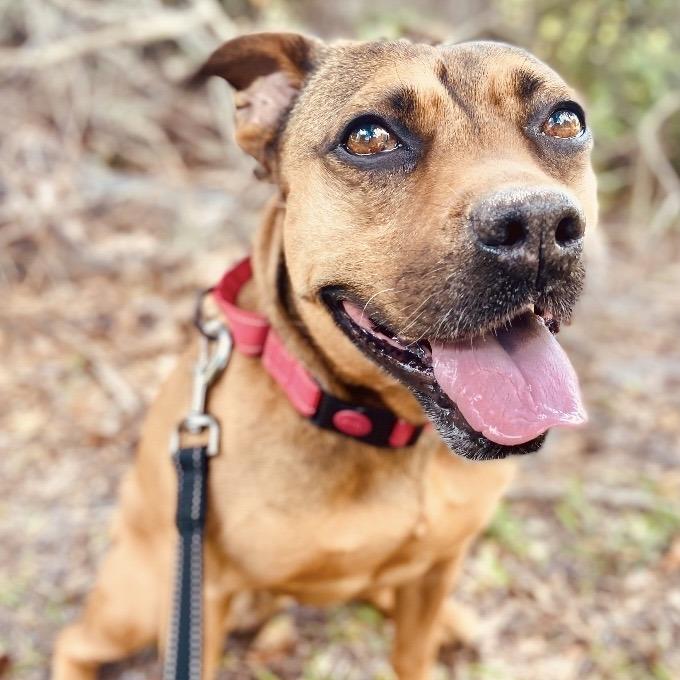 Enlarge Brandy, a Adoptable mixed breed in Sarasota, FL image 2/5