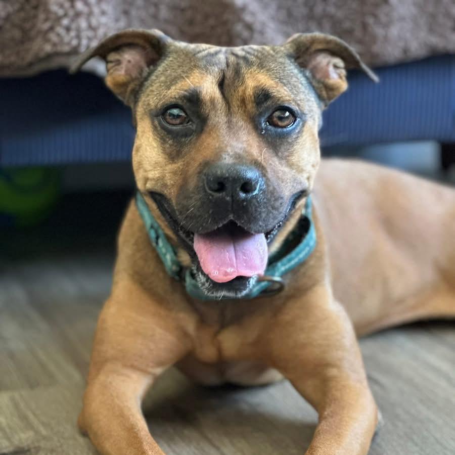 Enlarge Brandy, a Adoptable mixed breed in Sarasota, FL image 3/5