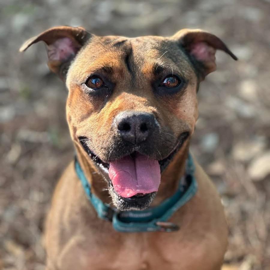 Enlarge Brandy, a Adoptable mixed breed in Sarasota, FL image 4/5