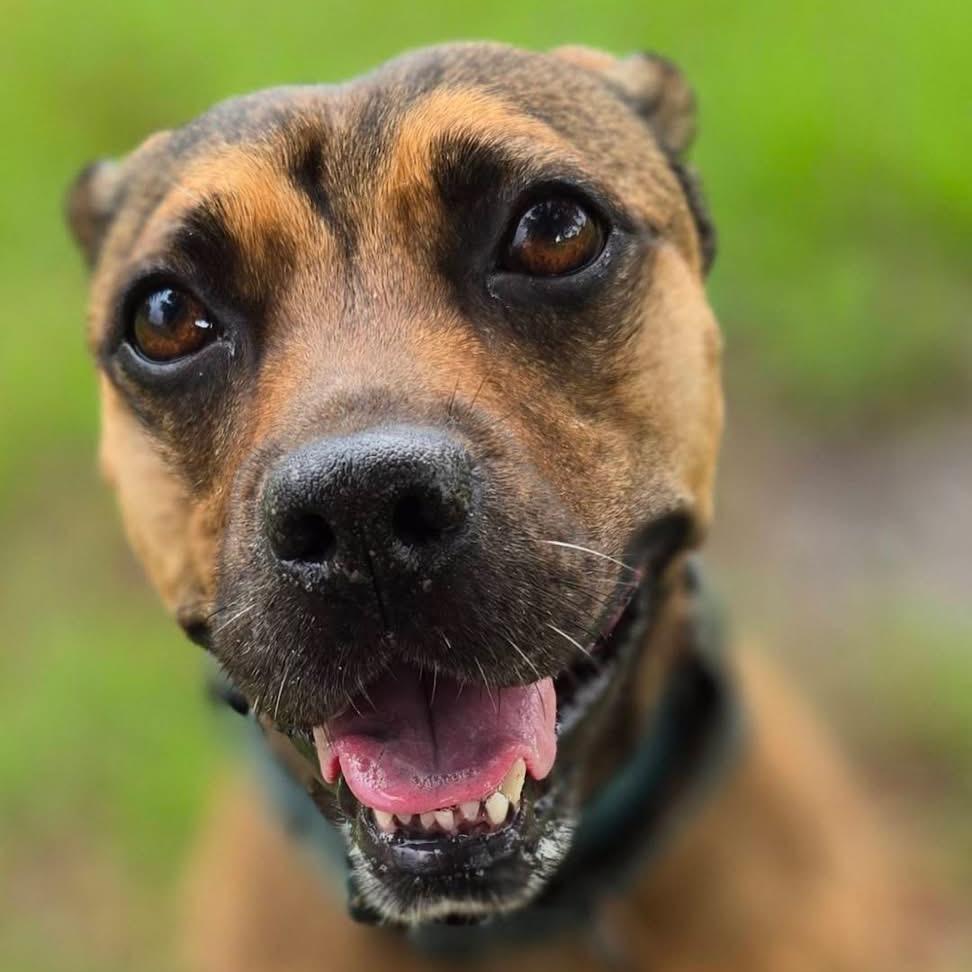Enlarge Brandy, a Adoptable mixed breed in Sarasota, FL image 5/5