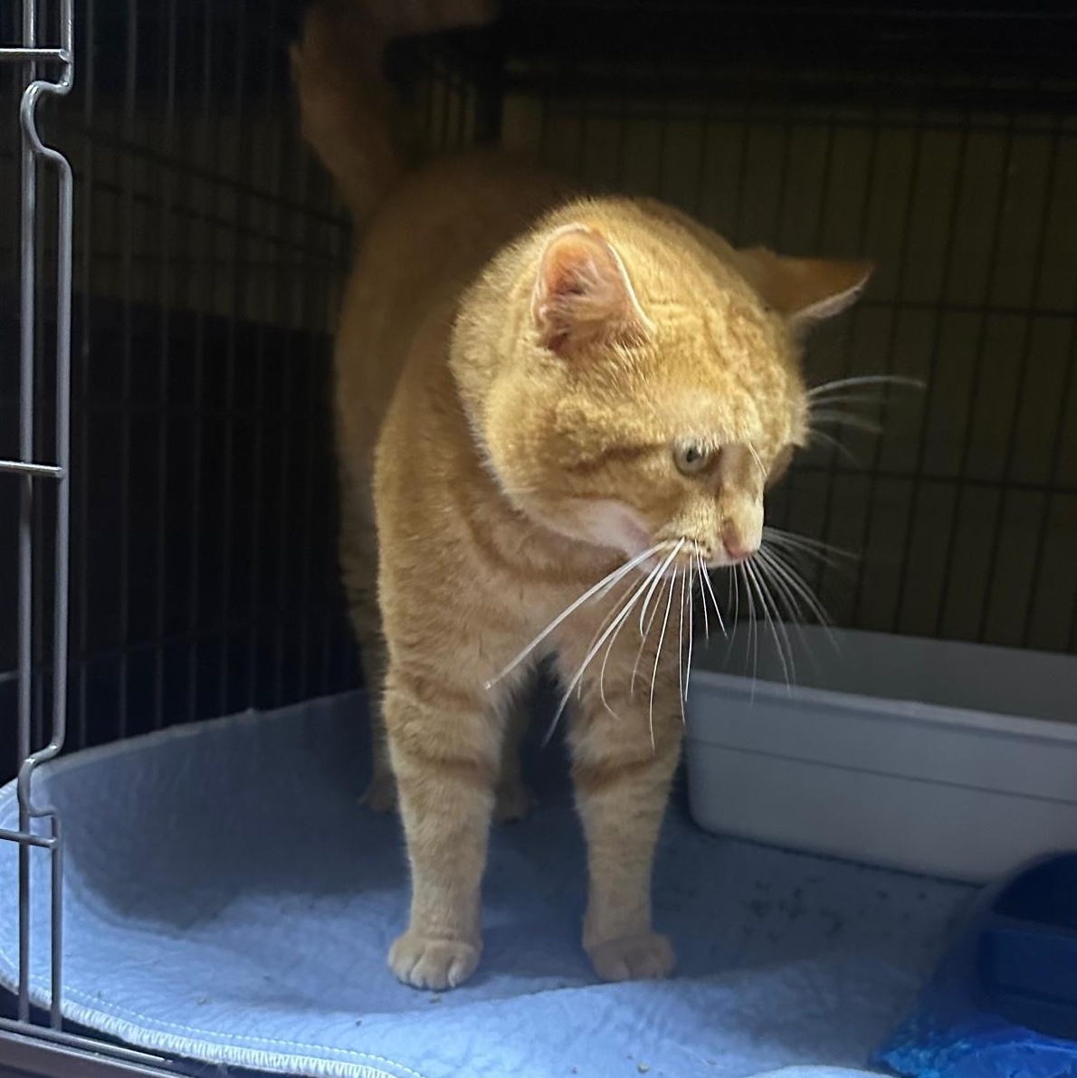 Reginald, a Adoptable Domestic Short Hair in Columbia, KY image 3/5