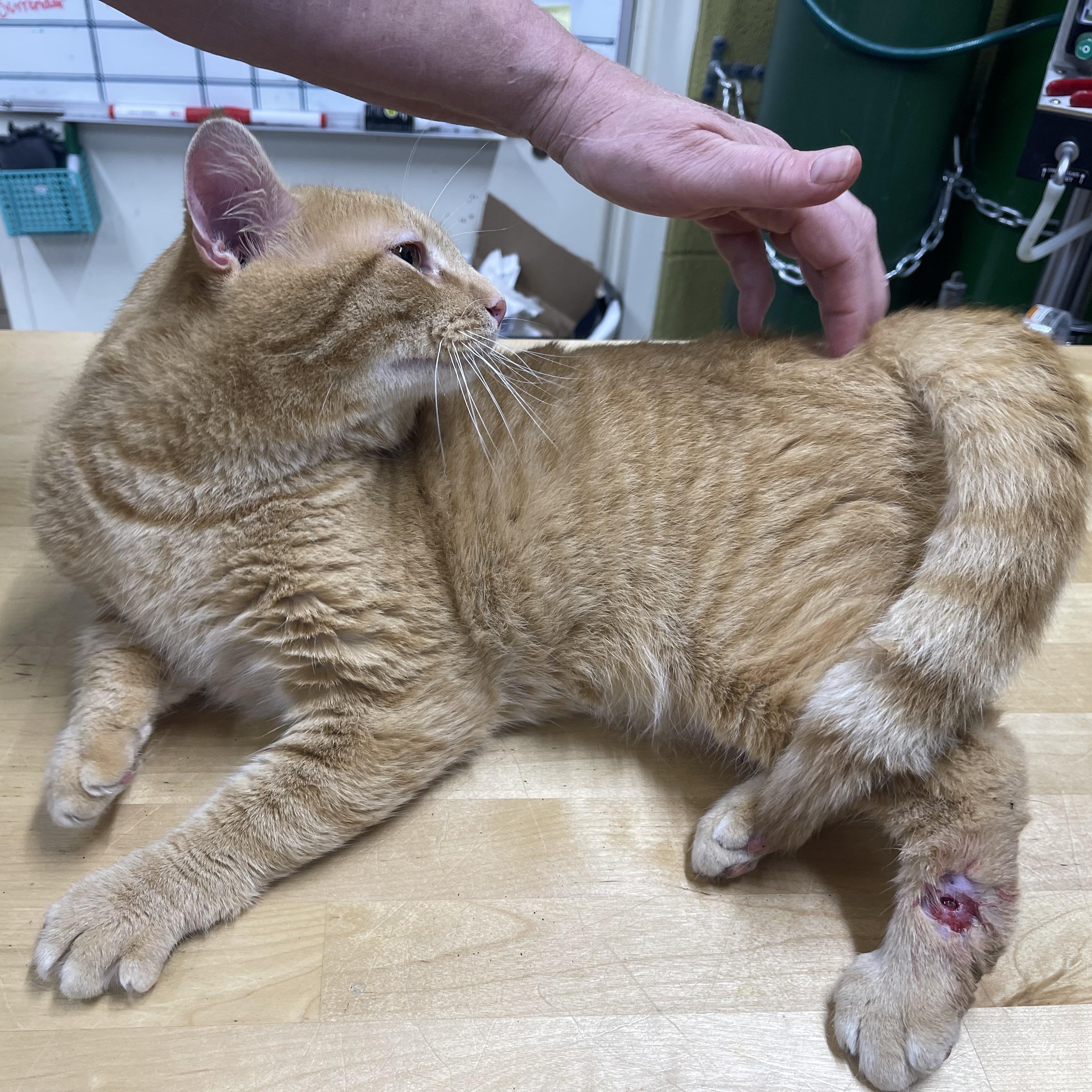 Reginald, a Adoptable Domestic Short Hair in Columbia, KY image 5/5