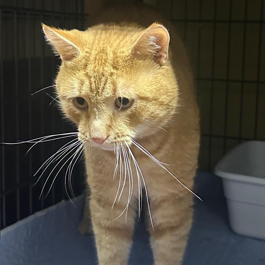 Reginald, a Adoptable Domestic Short Hair in Columbia, KY image 2/5