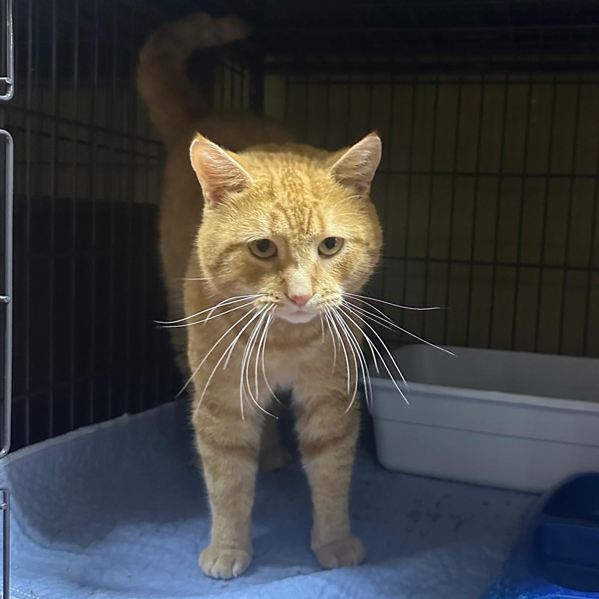 Reginald, a Adoptable Domestic Short Hair in Columbia, KY image 1/5