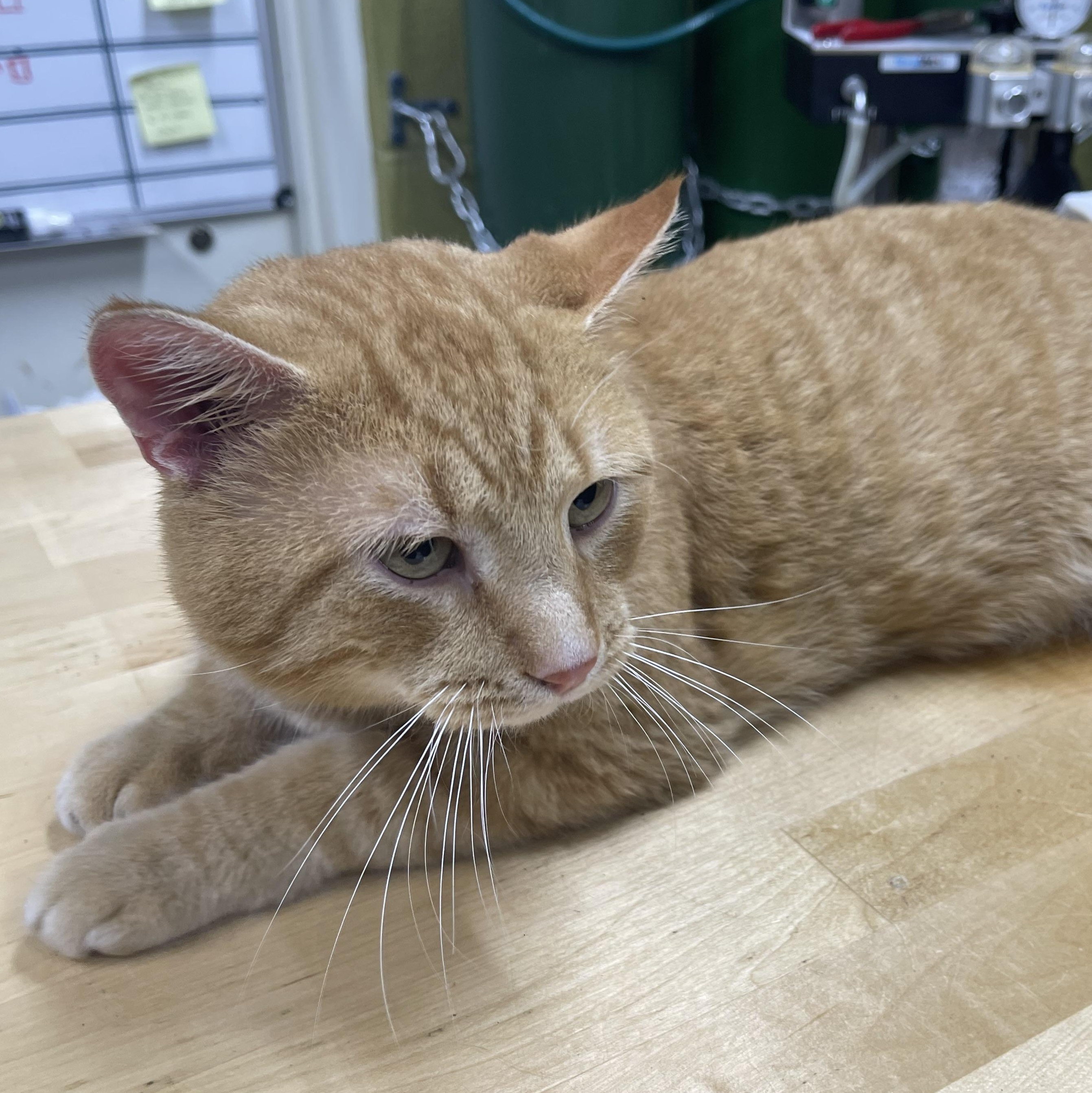 Reginald, a Adoptable Domestic Short Hair in Columbia, KY image 4/5