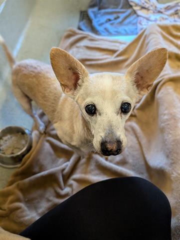 Enlarge TUBBY, a Adoptable Chihuahua in San Martin, CA image 1/1