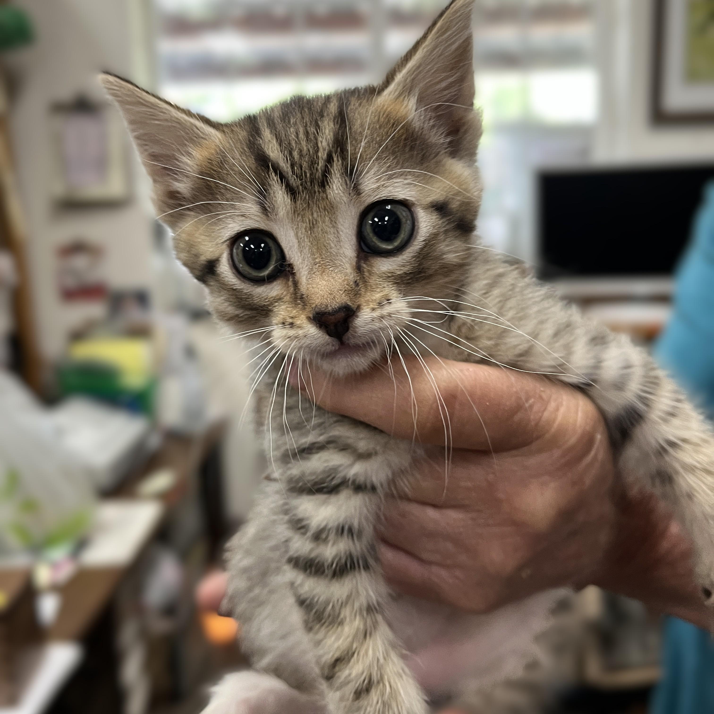 kittens - tabby boys, Adoptable, Kitten Male Domestic Short Hair.