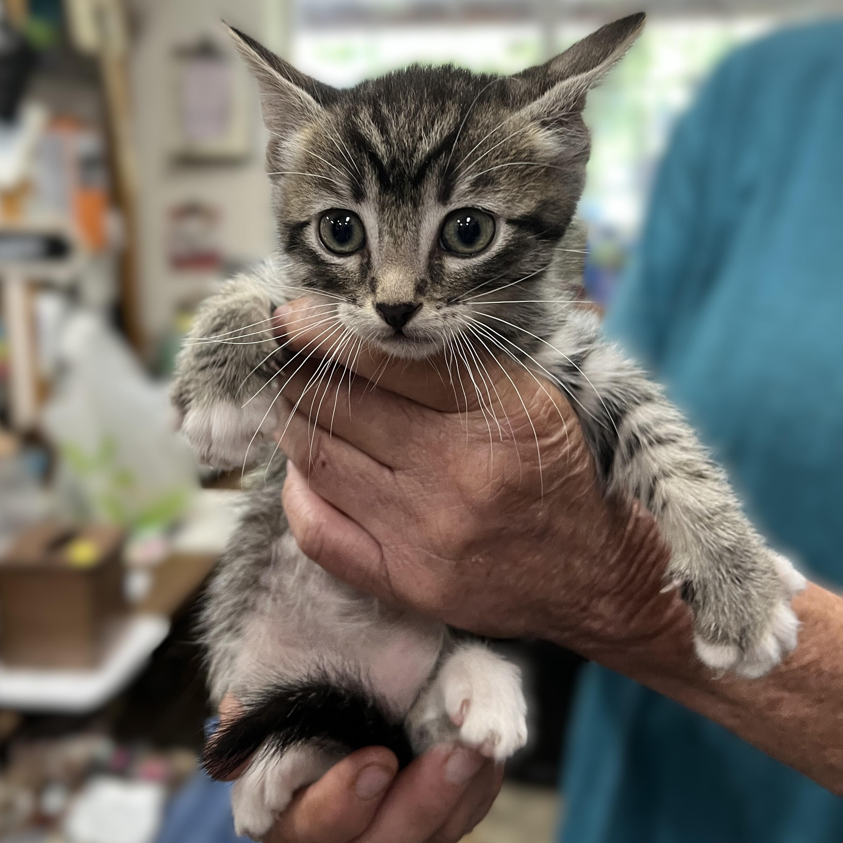 kittens - tabby boys, a Adoptable Domestic Short Hair in Shingletown, CA image 2/2