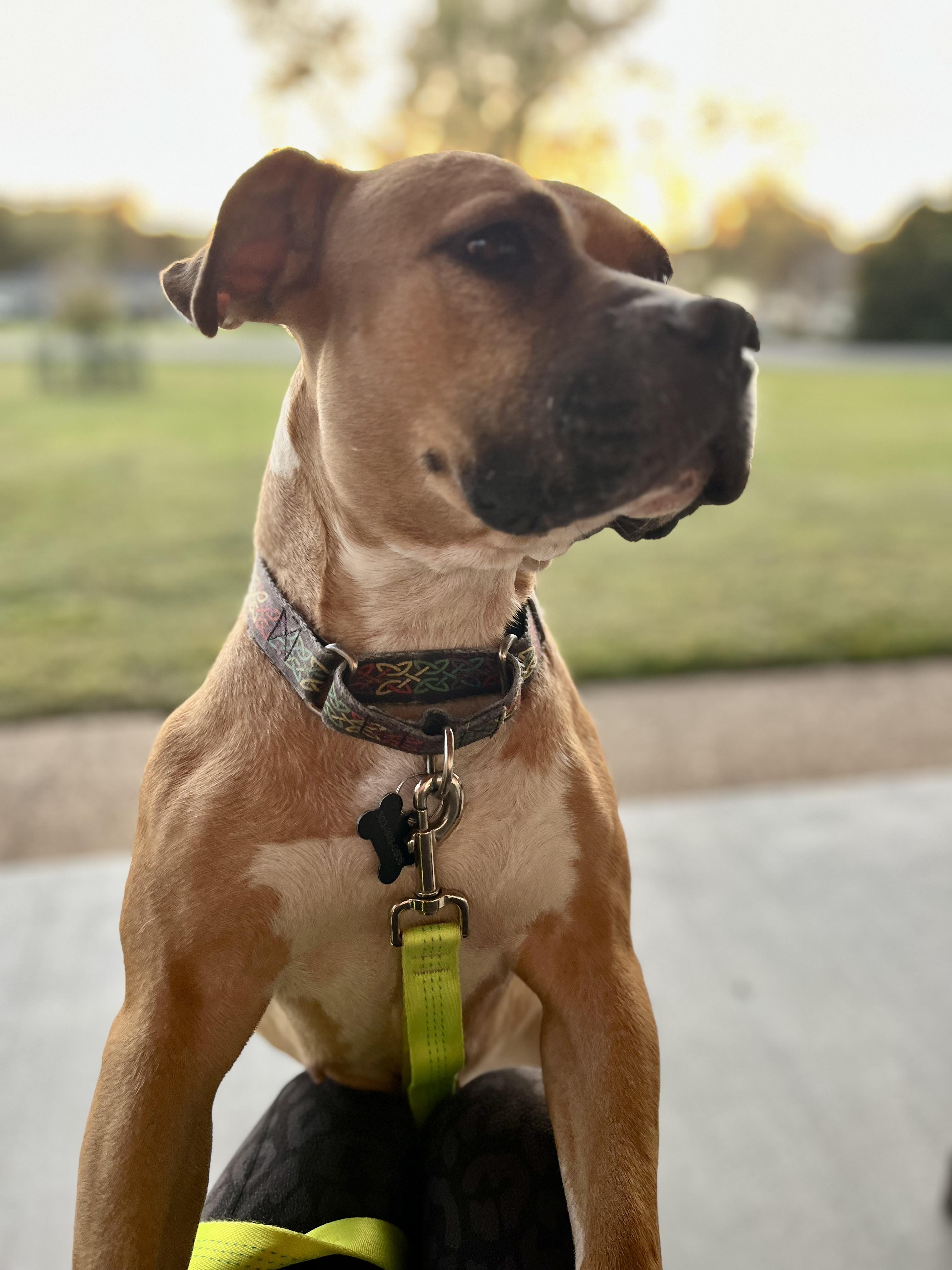 Bella - Momma Snack Cracker, Adoptable, Adult Female American Staffordshire Terrier & Boxer.