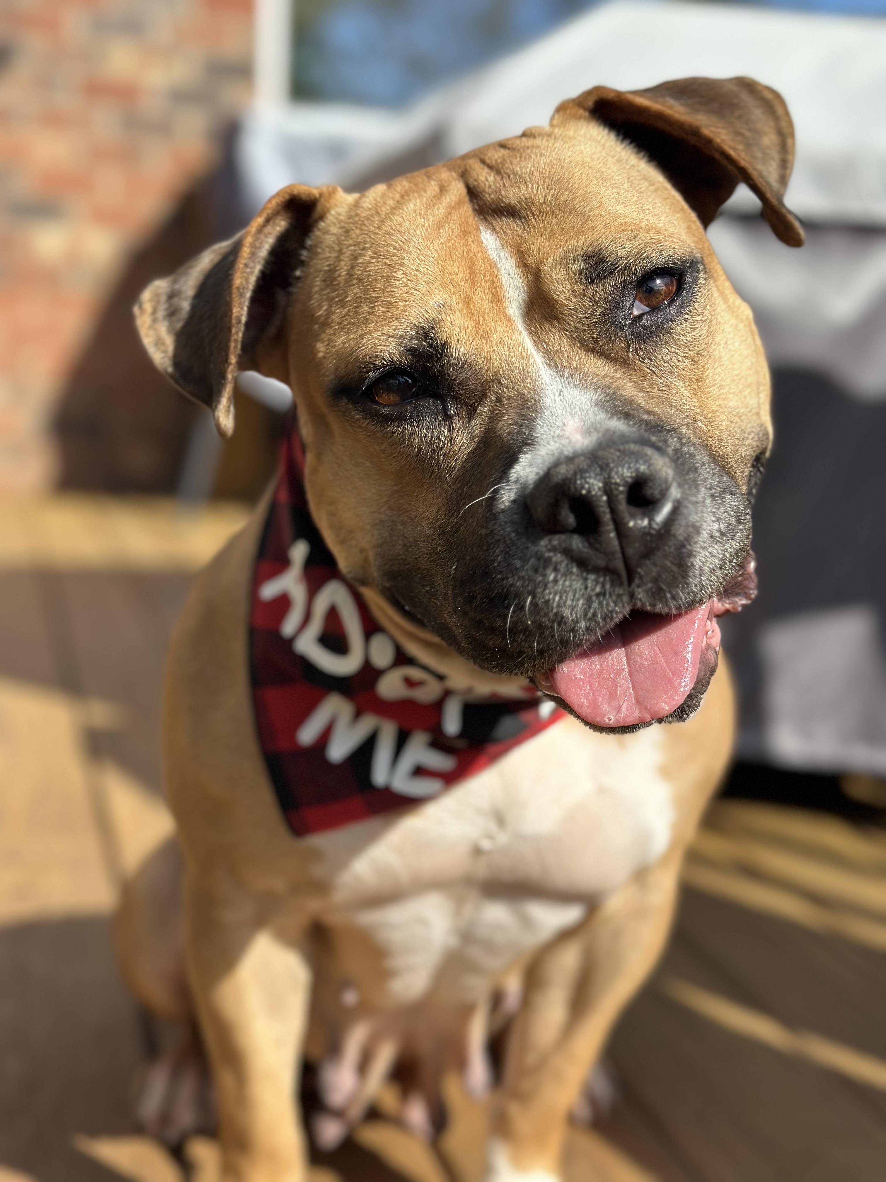 Bella - Momma Snack Cracker, Adoptable, Adult Female American Staffordshire Terrier & Boxer.