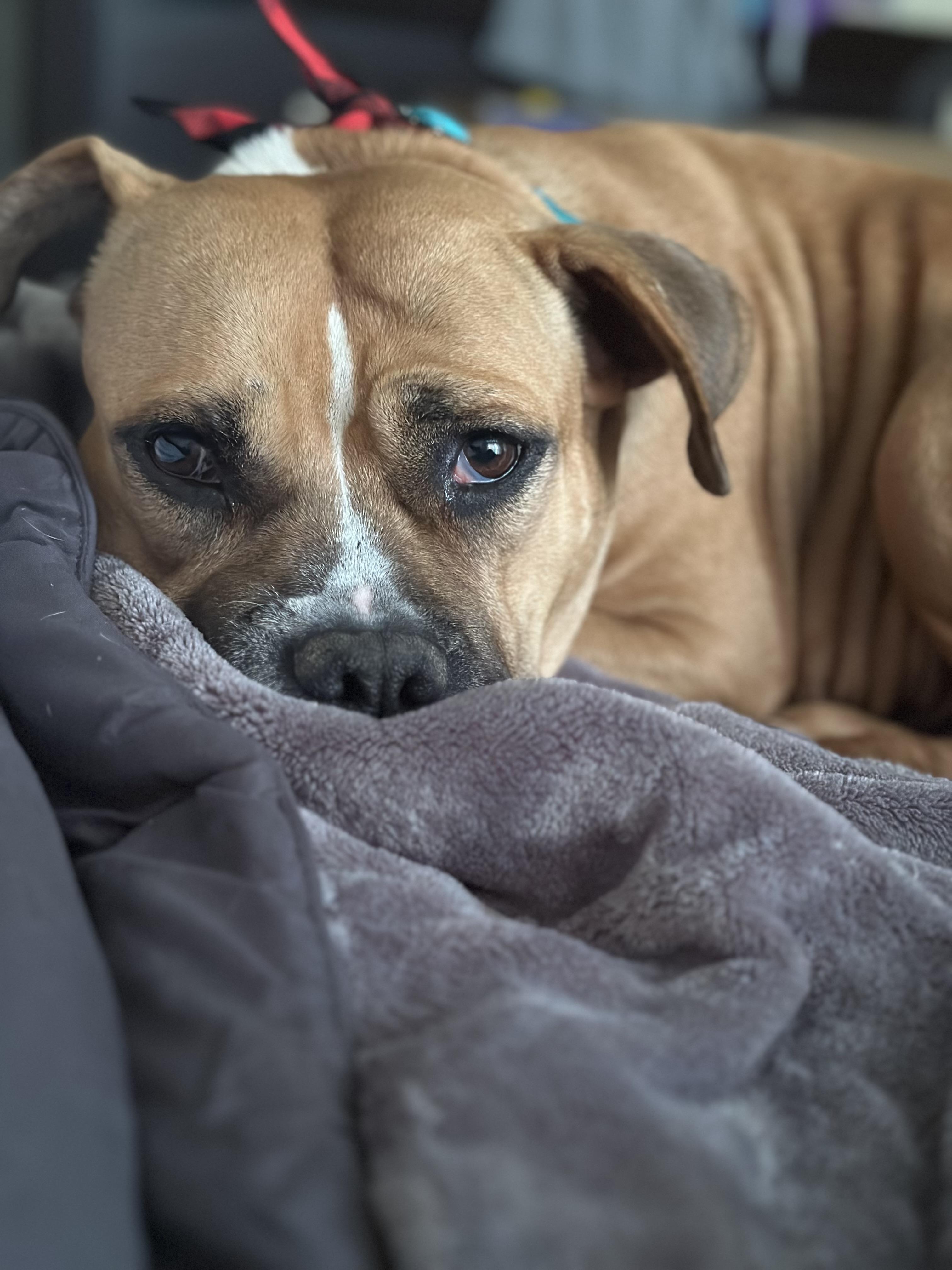 Enlarge Bella - Momma Snack Cracker, a Adoptable mixed breed in Mount Juliet, TN image 3/6