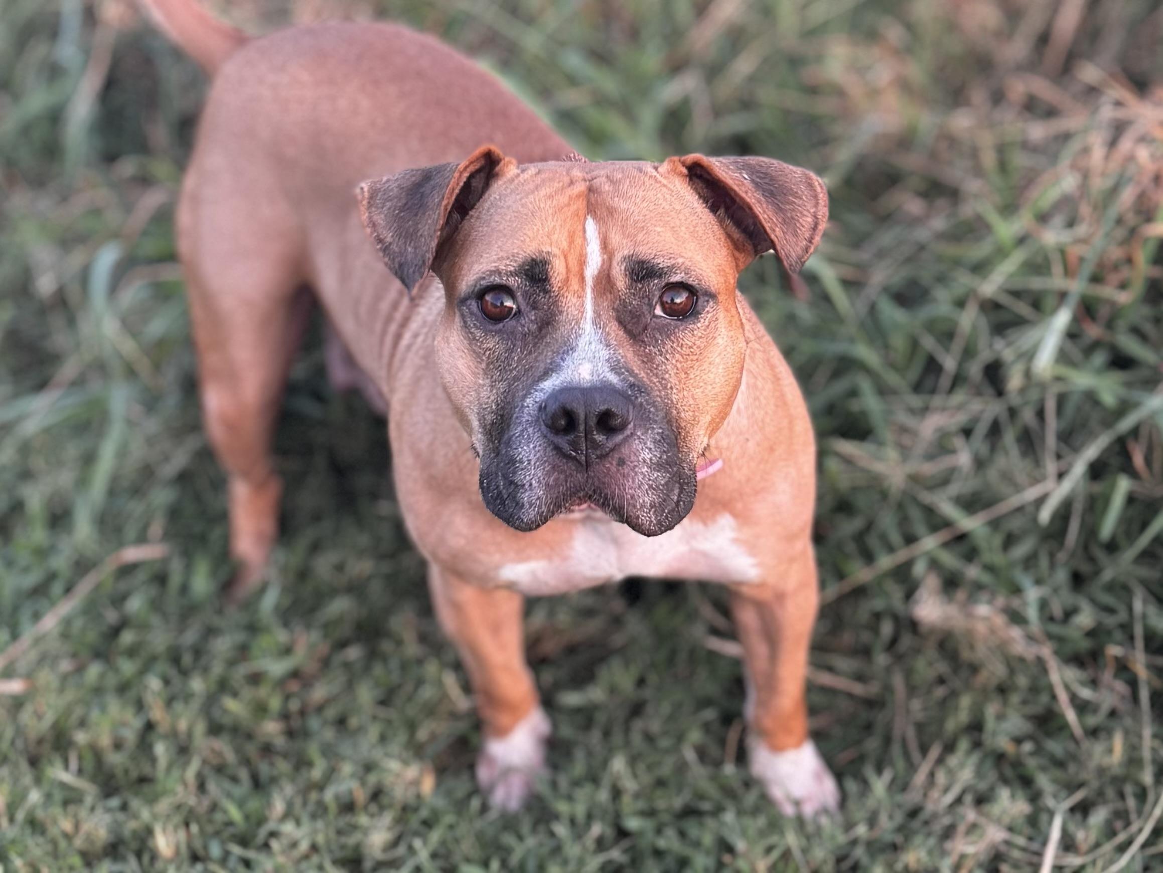 Enlarge Bella - Momma Snack Cracker, a Adoptable mixed breed in Mount Juliet, TN image 4/6