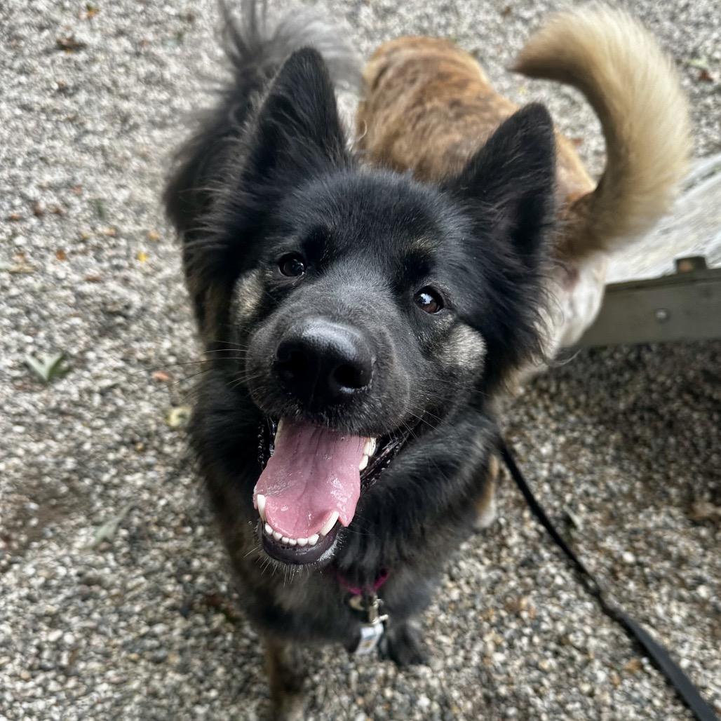 Enlarge Xanthia, a Adoptable Mixed Breed in West Olive, MI image 1/5