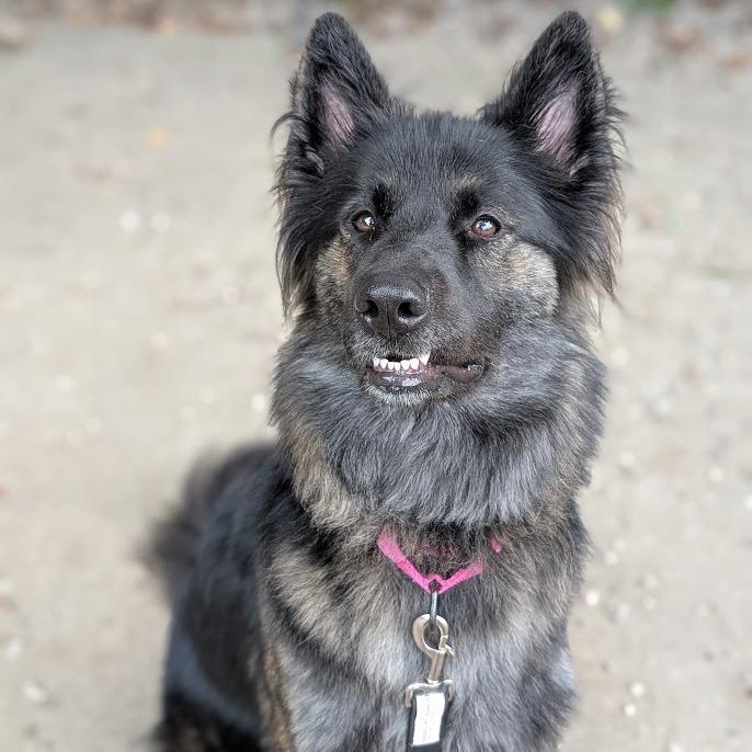Enlarge Xanthia, a Adoptable Mixed Breed in West Olive, MI image 2/5