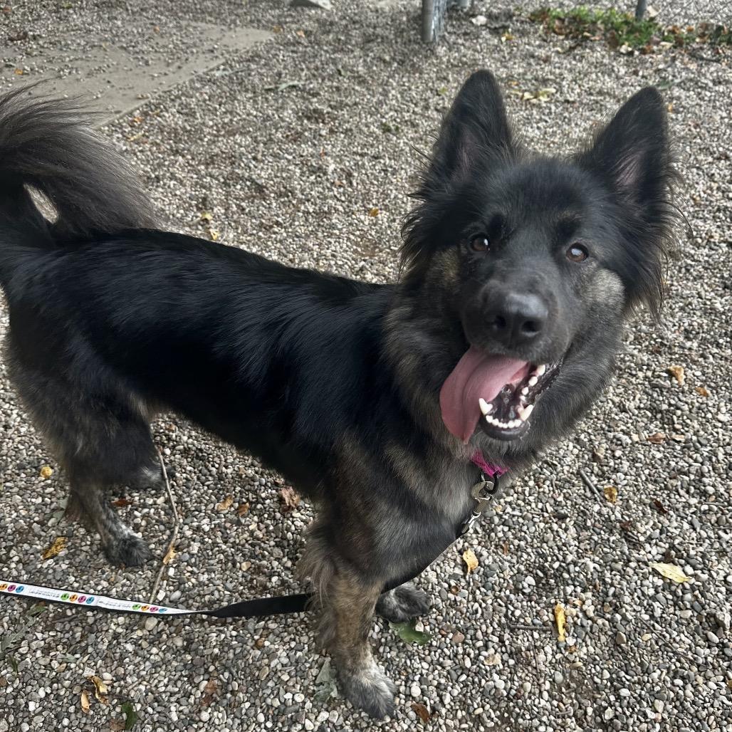 Enlarge Xanthia, a Adoptable Mixed Breed in West Olive, MI image 3/5