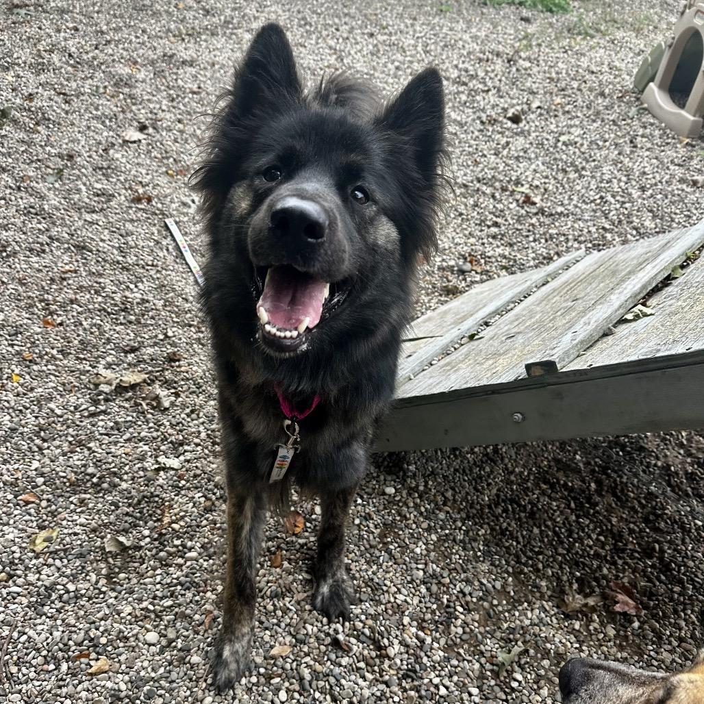 Enlarge Xanthia, a Adoptable Mixed Breed in West Olive, MI image 4/5