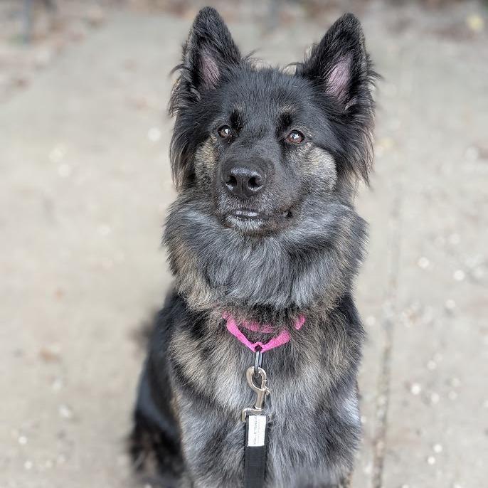 Enlarge Xanthia, a Adoptable Mixed Breed in West Olive, MI image 5/5
