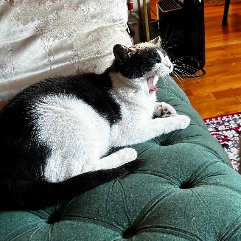 Lacuna (aka Daisy) 2
