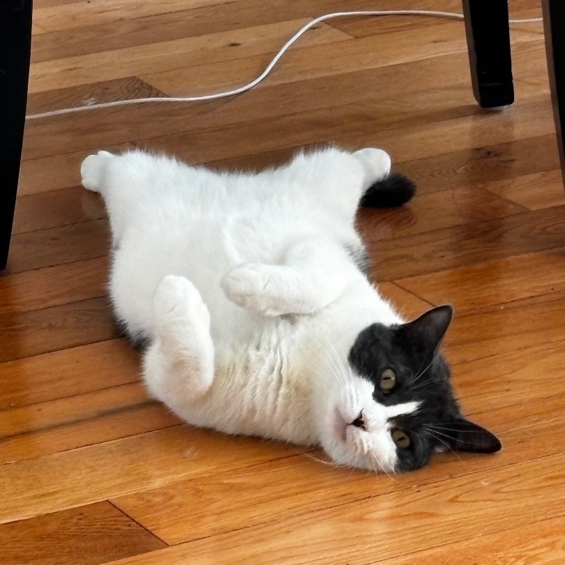 Lacuna (aka Daisy) 3