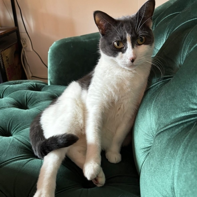 Lacuna (aka Daisy)
