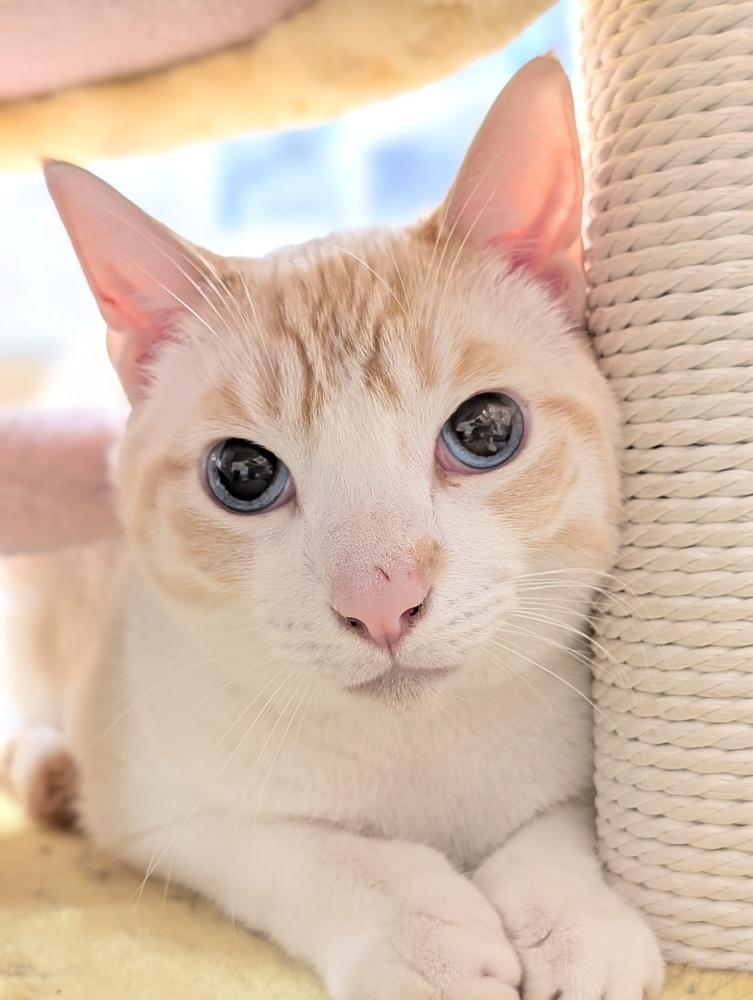 Ponyo, Adoptable, Young Male Siamese.