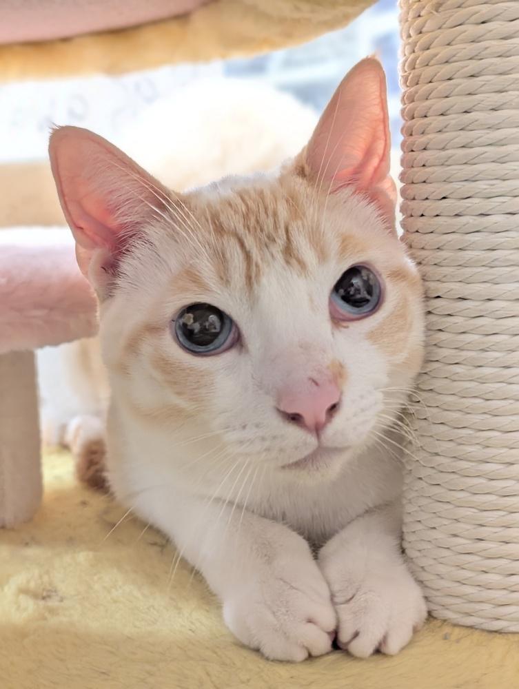Ponyo, a Adoptable Siamese in Fremont, CA image 2/4