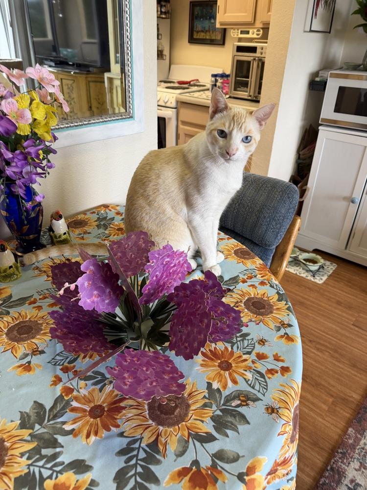 Ponyo, a Adoptable Siamese in Fremont, CA image 3/4