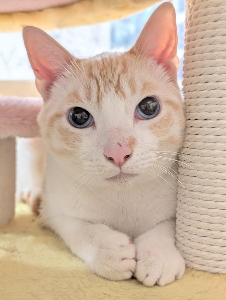Ponyo, a Adoptable Siamese in Fremont, CA image 4/4
