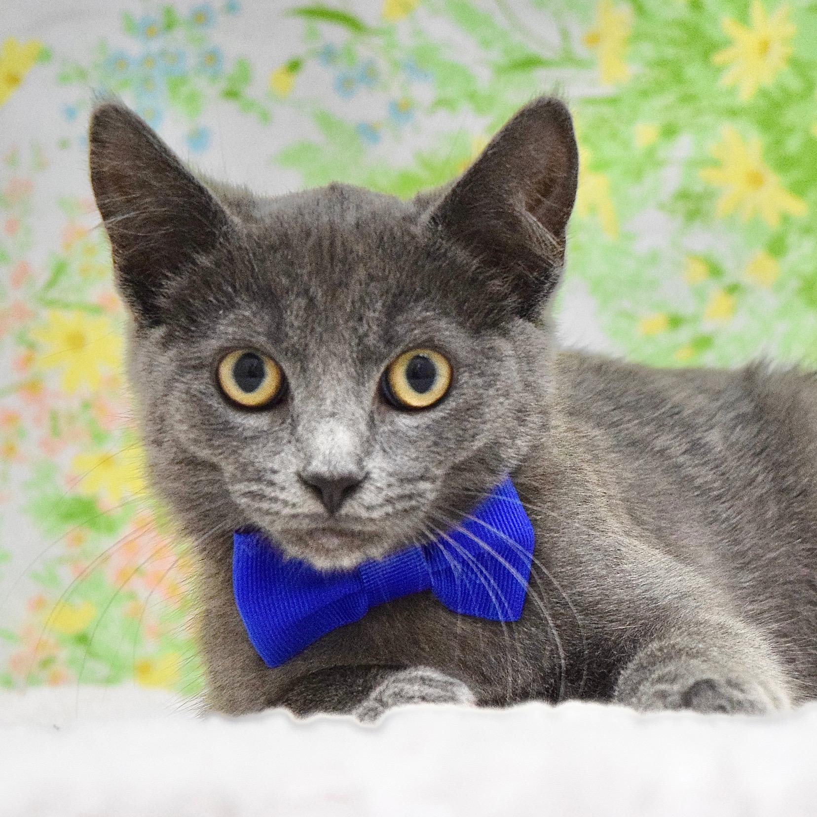 Tillamook, ADOPTABLE, Kitten Male Domestic Short Hair.