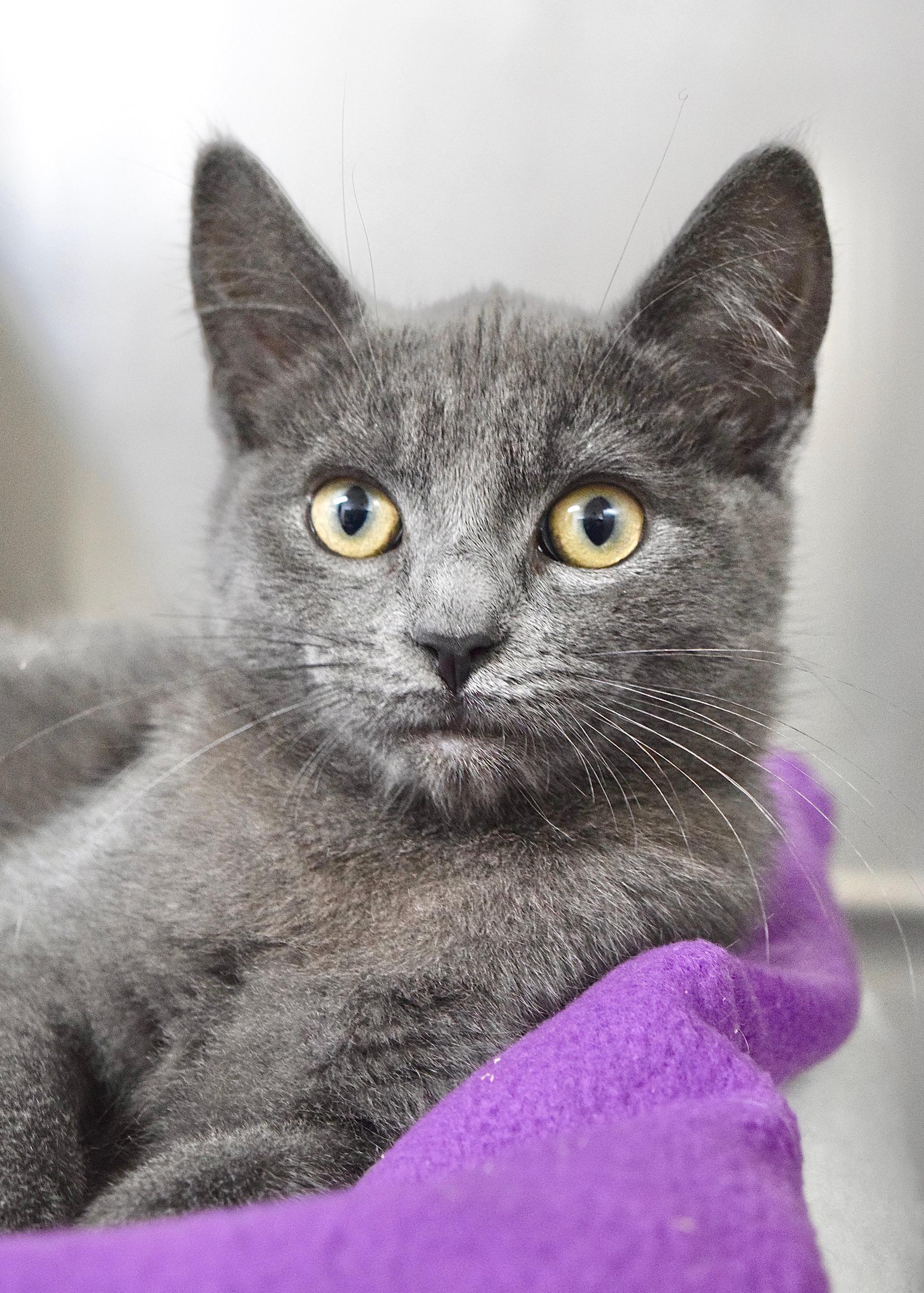 Enlarge Tillamook, a ADOPTABLE Domestic Short Hair in Dublin, CA image 2/3