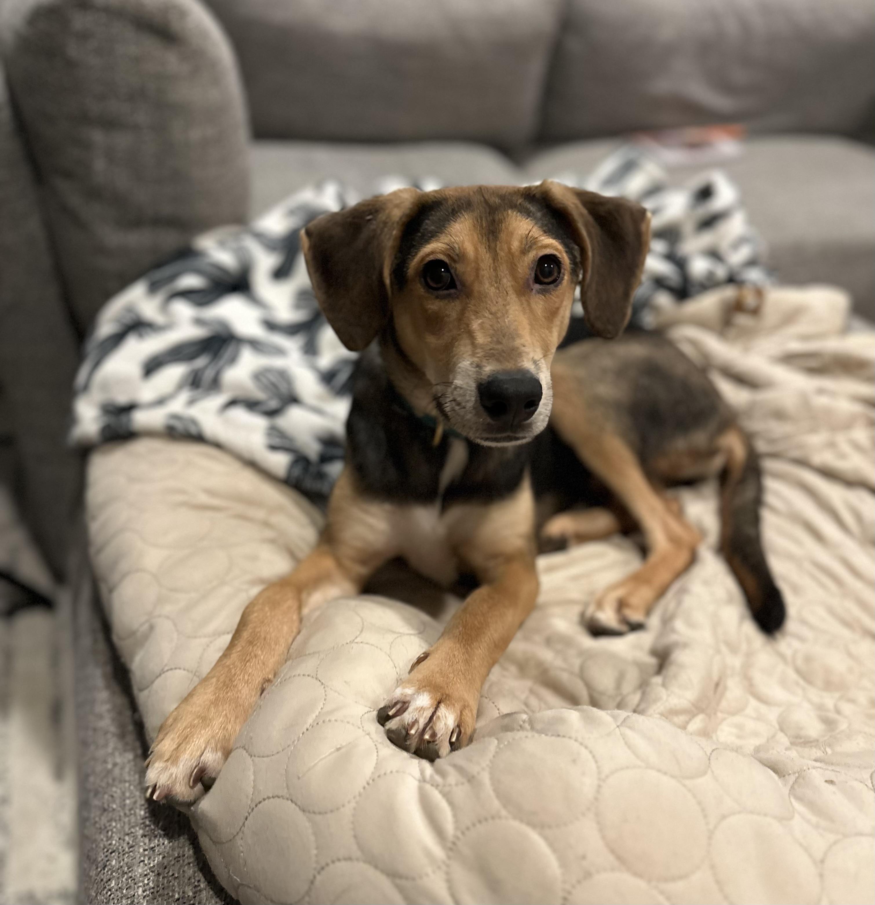 Enlarge Cashew, a Adoptable mixed breed in Charlotte, NC image 1/1