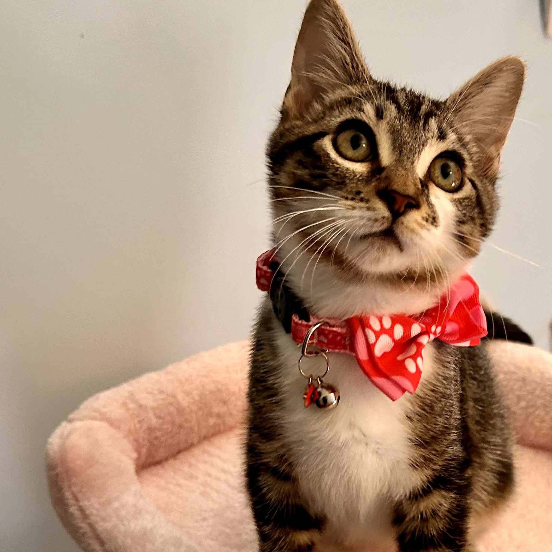 Chance, Adoptable, Kitten Female Domestic Short Hair.