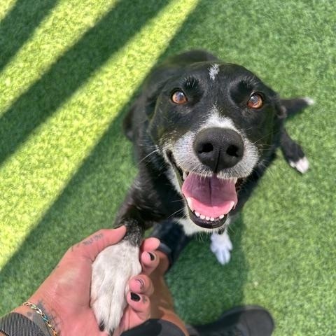 Maggie, ADOPTABLE, Senior Female Border Collie.