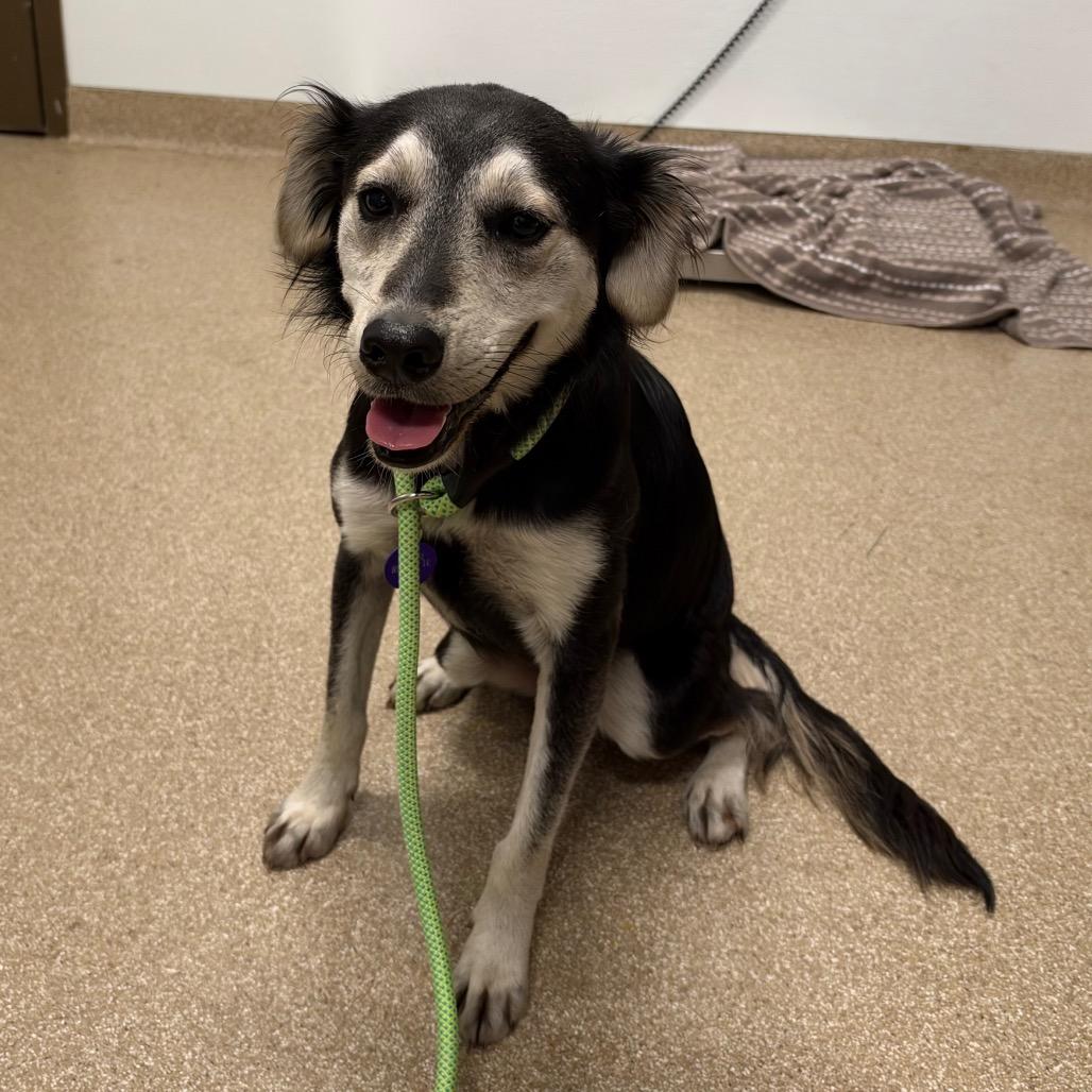 Enlarge Stitch, a Adoptable mixed breed in League City, TX image 1/1