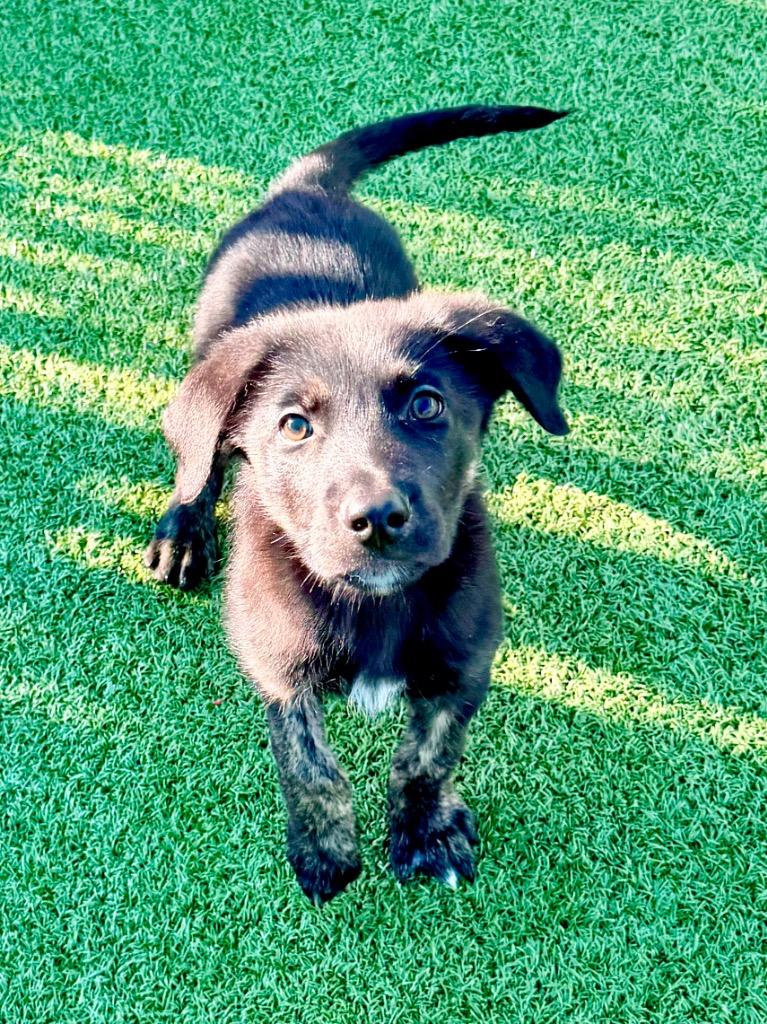 Merriment, Adoptable, Puppy Male Labrador Retriever & Mixed Breed.