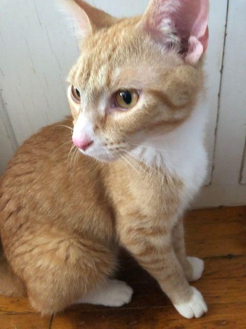 Enlarge Mittens McGoo - COURTESY POSTING, a Adoptable mixed breed in Roseville, MN image 3/3