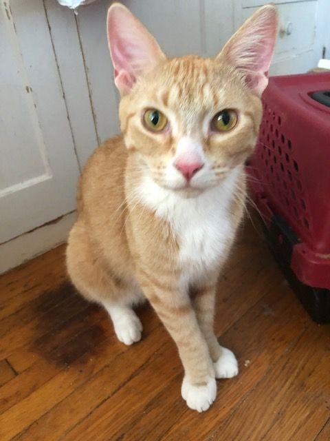 Mittens McGoo - COURTESY POSTING, Adoptable, Young Male Domestic Short Hair & Maine Coon.