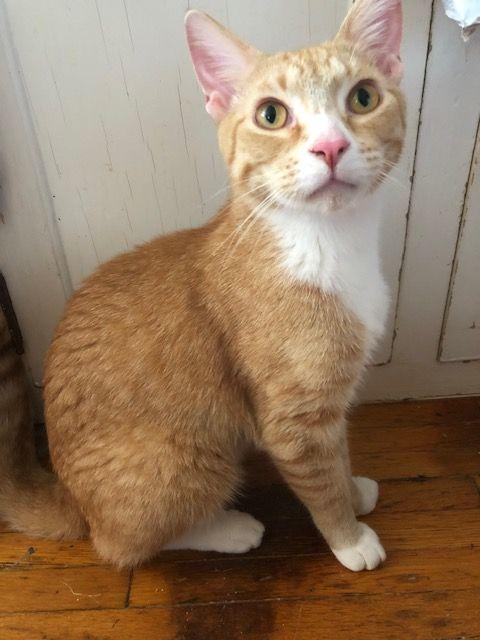 Mittens McGoo - COURTESY POSTING