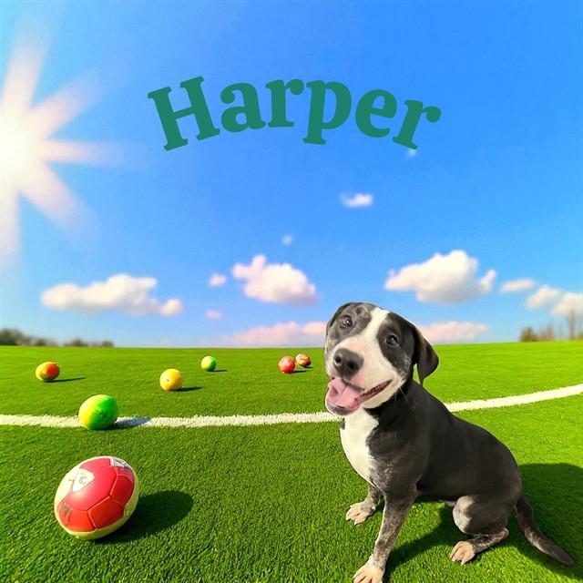 HARPER, Adoptable, Young Female Pit Bull Terrier.