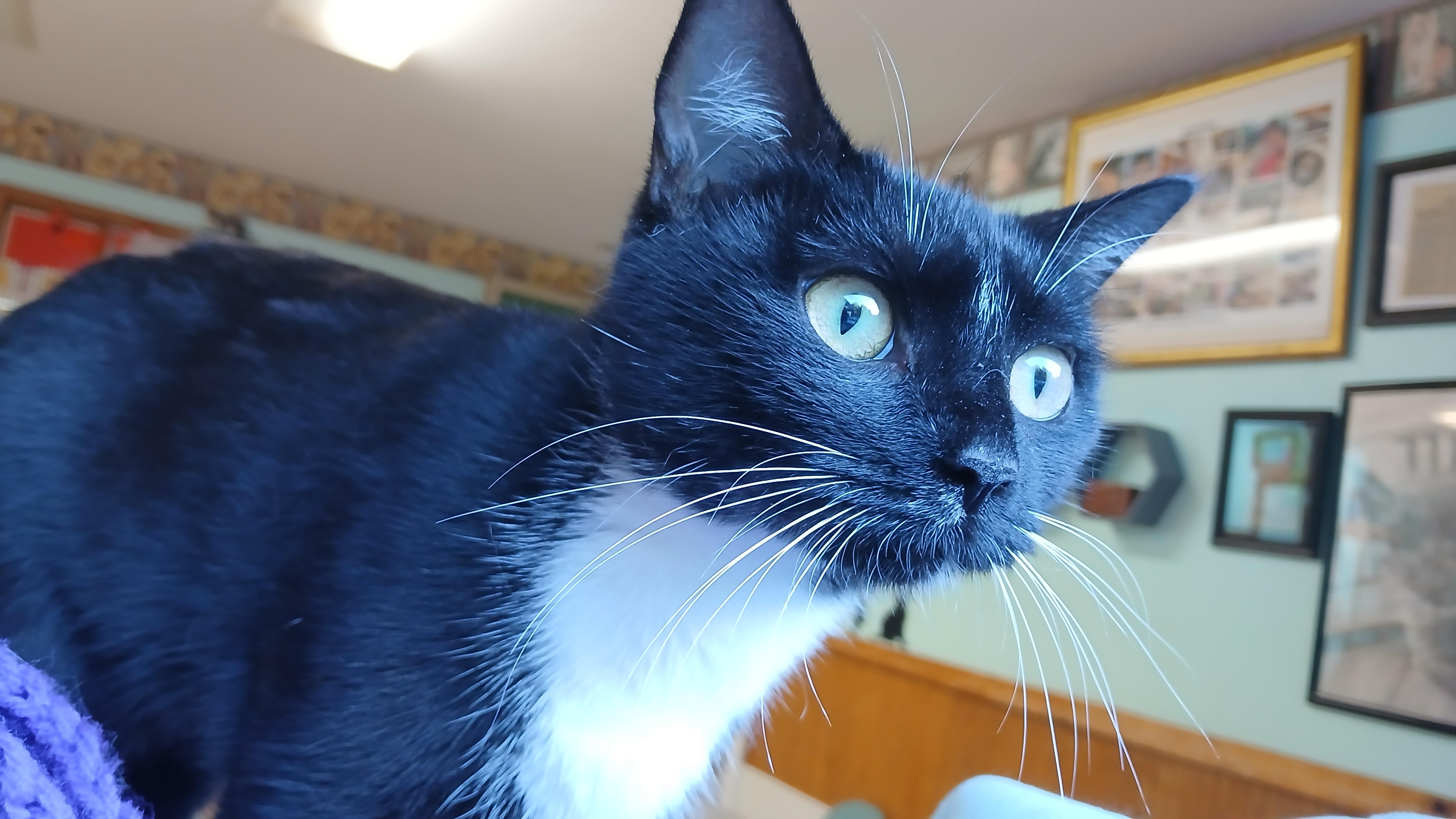 Enlarge Artemis, a Adopted Domestic Short Hair in Cullowhee, NC image 4/6