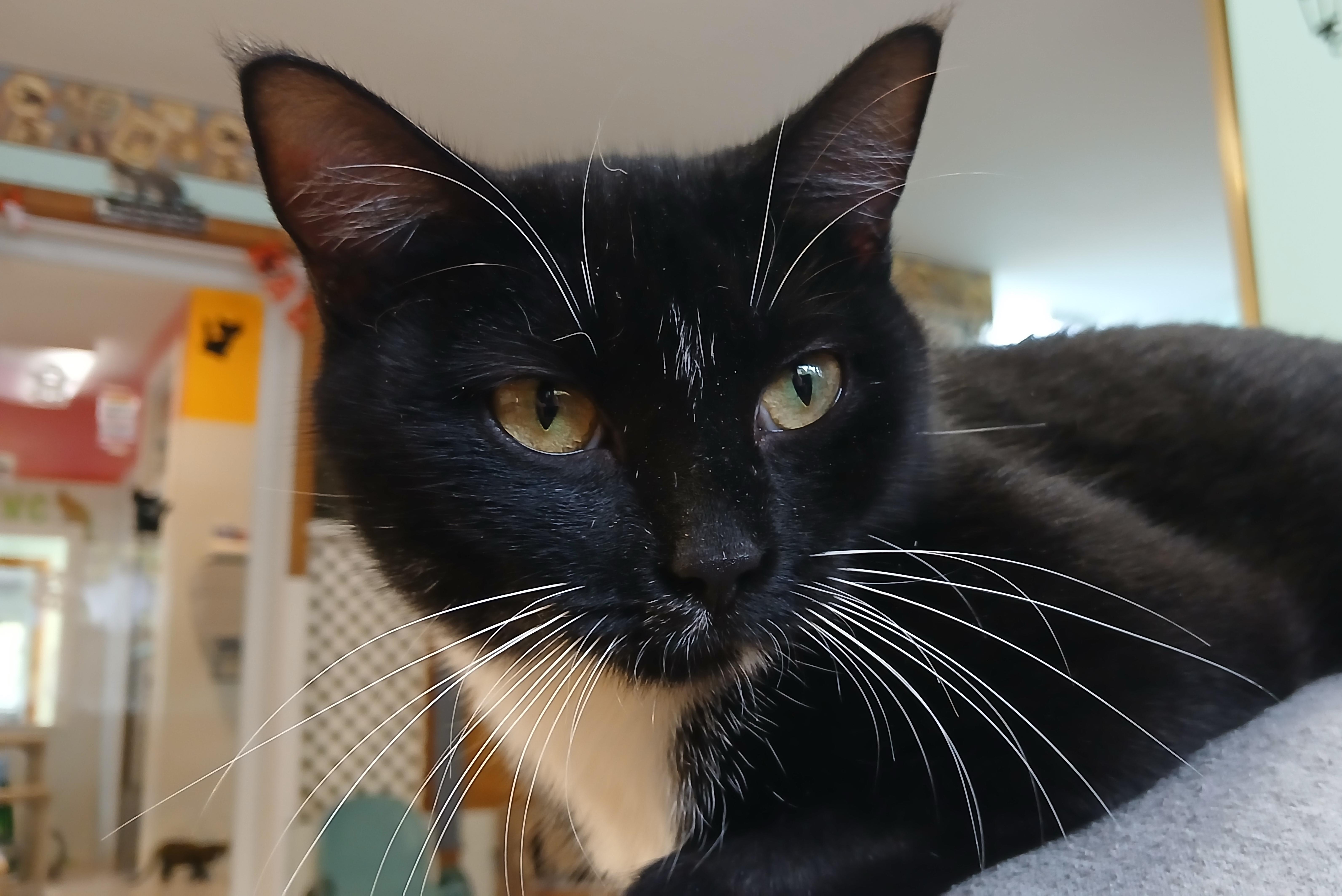 Artemis, Adopted, Young Female Domestic Short Hair.