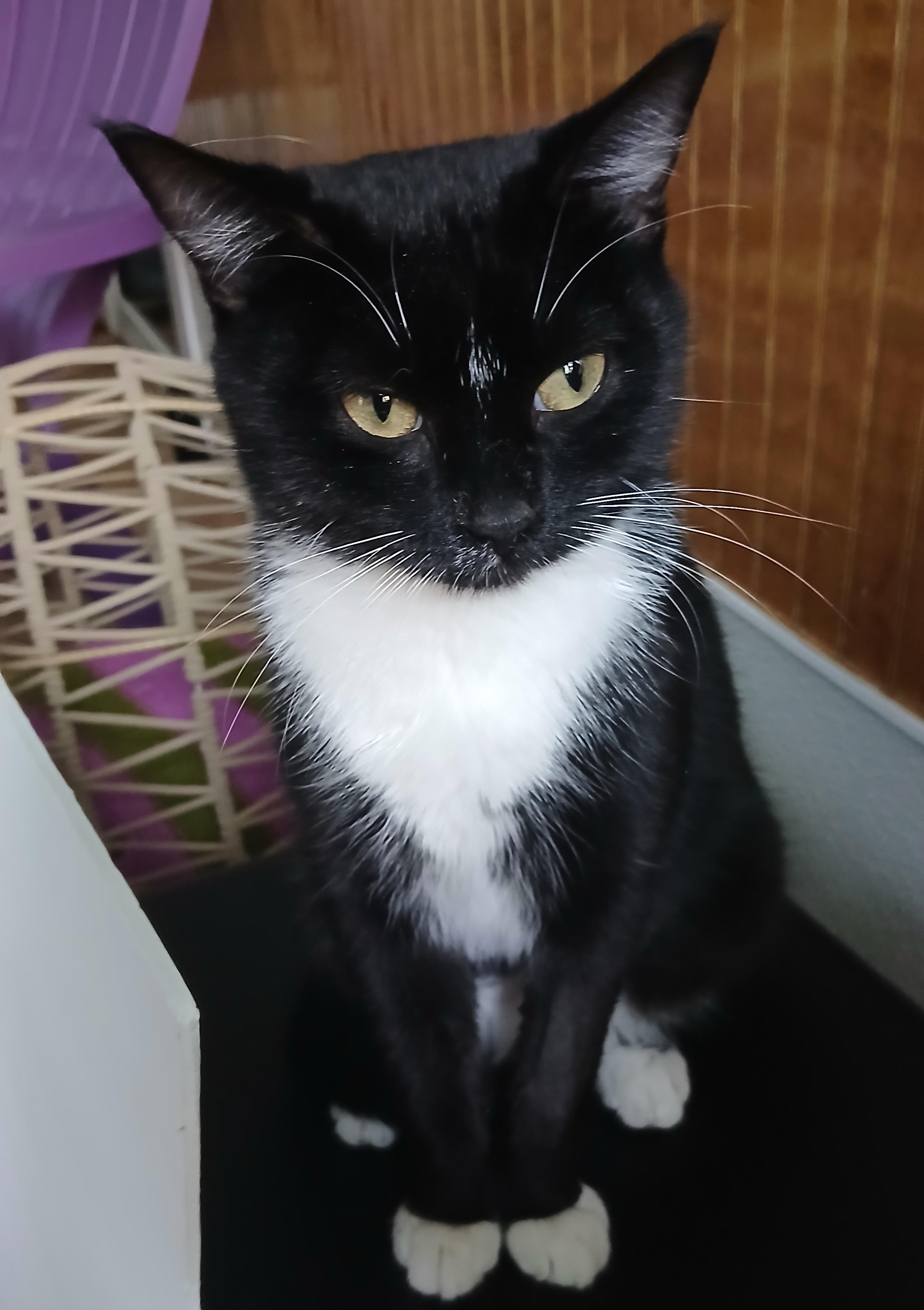 Enlarge Artemis, a Adopted Domestic Short Hair in Cullowhee, NC image 6/6